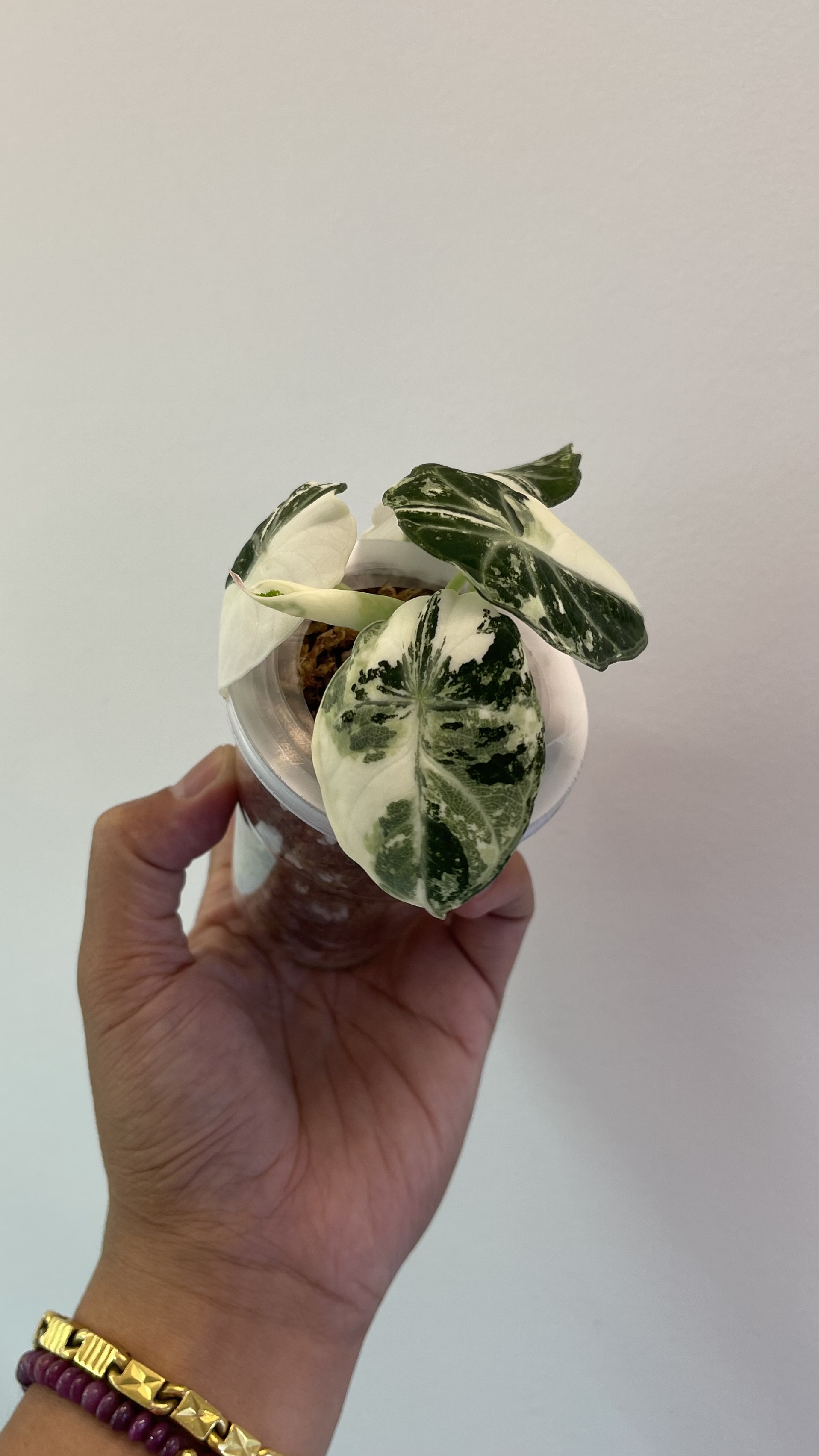 Alocasia Ninja Albo 1 Variegated