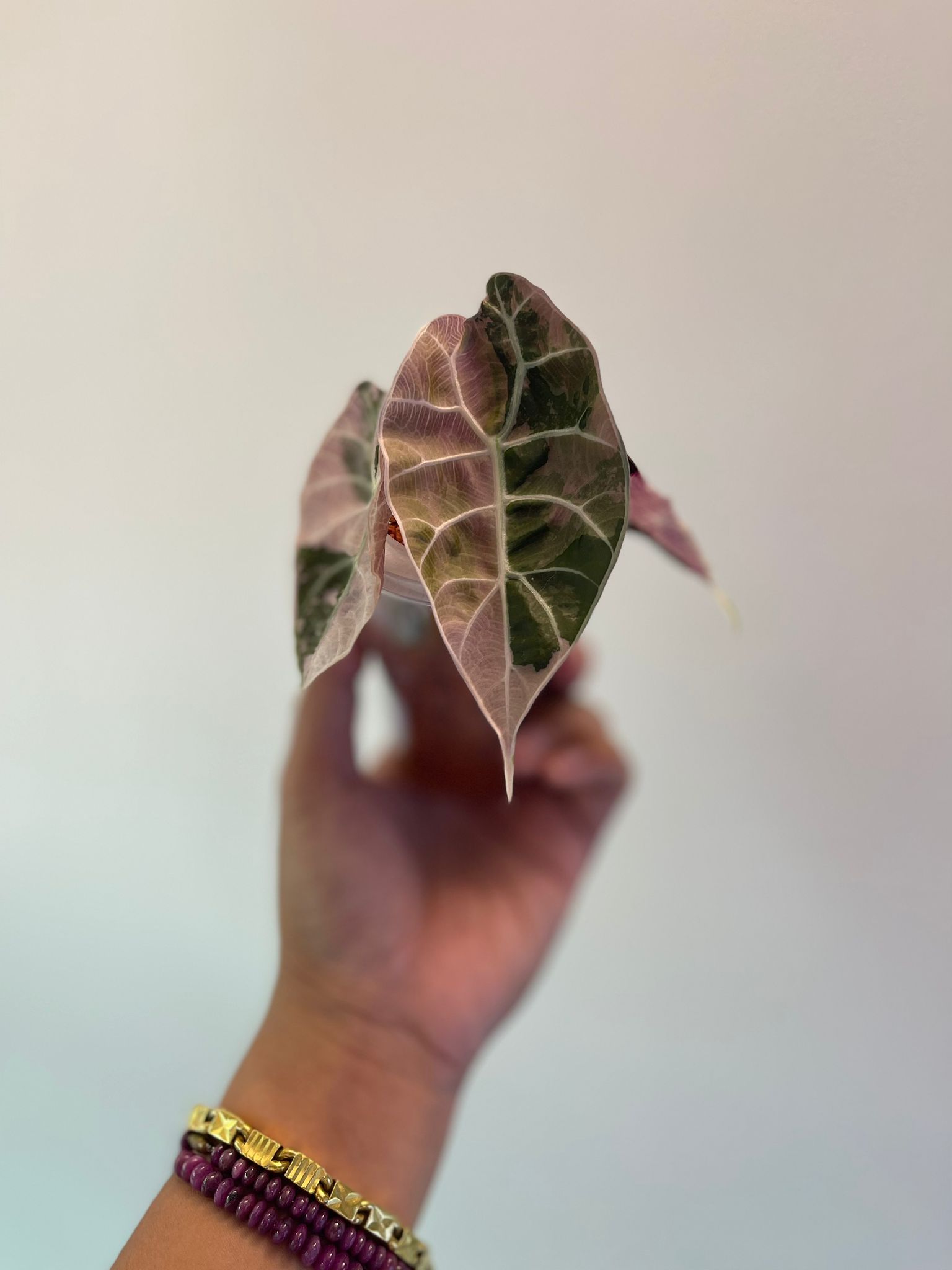 Alocasia Watsoniana Pink Variegated 1