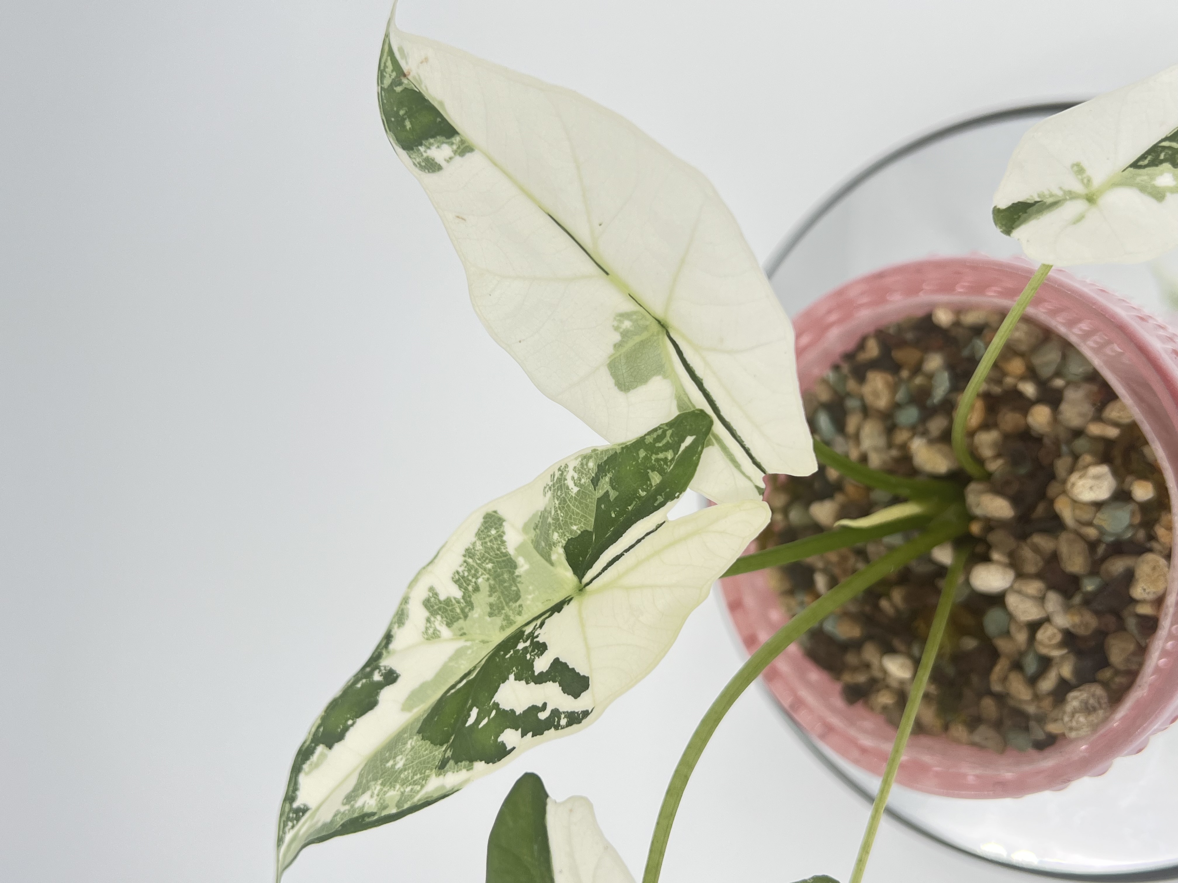 Alocasia Simpo Albo 1 Variegated