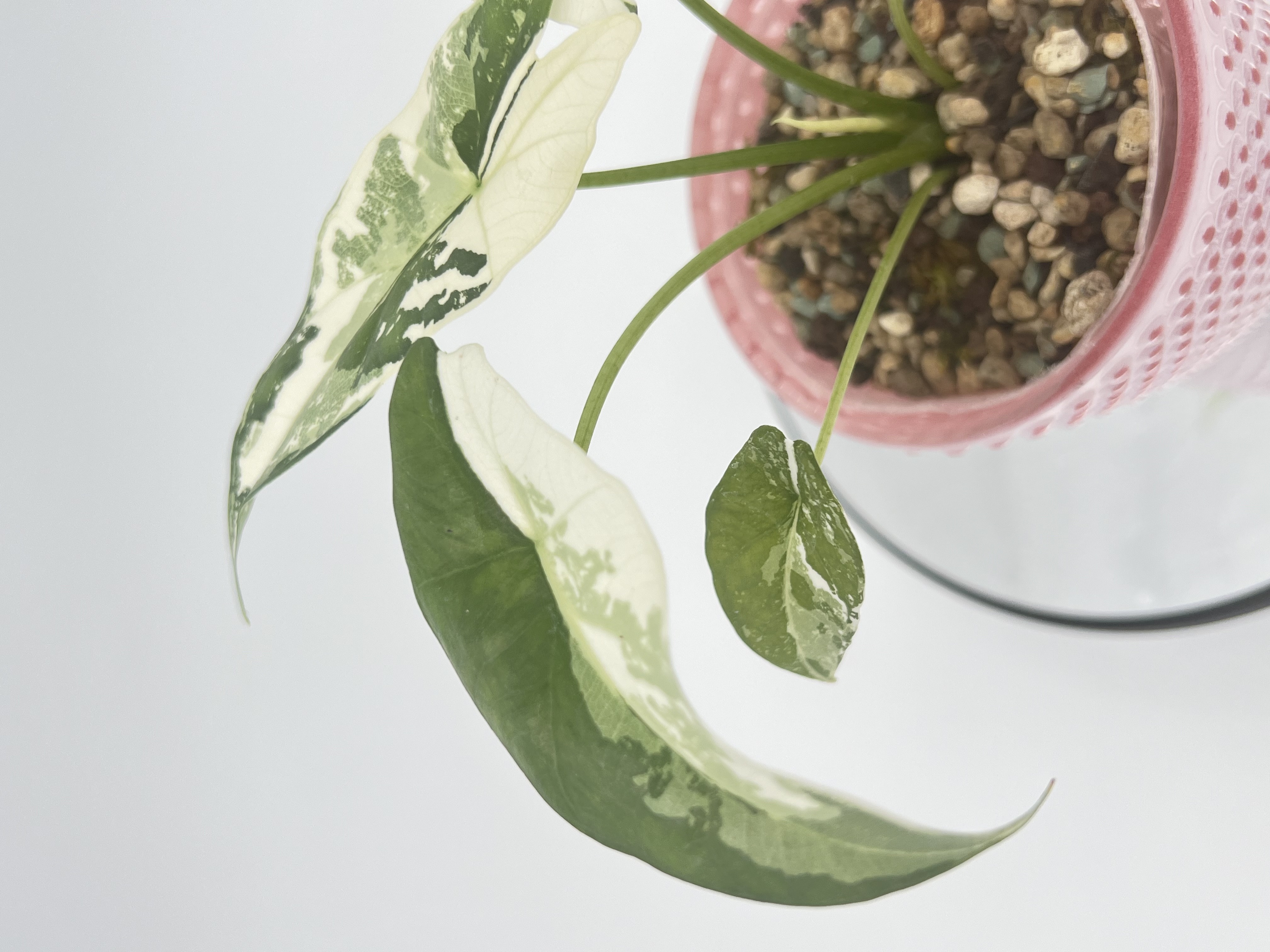 Alocasia Simpo Albo 1 Variegated