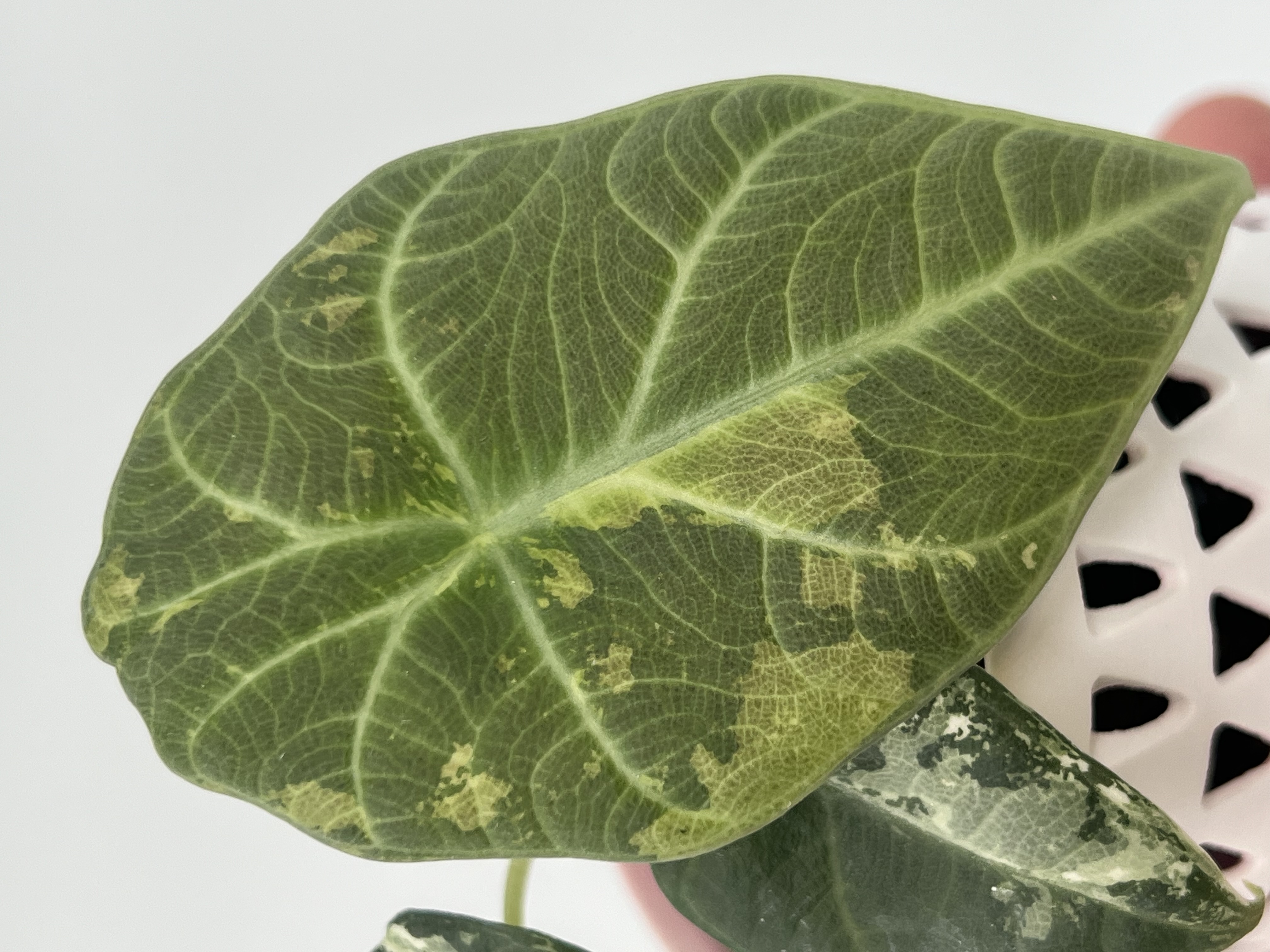 Alocasia Maharani Albo 1 Variegated
