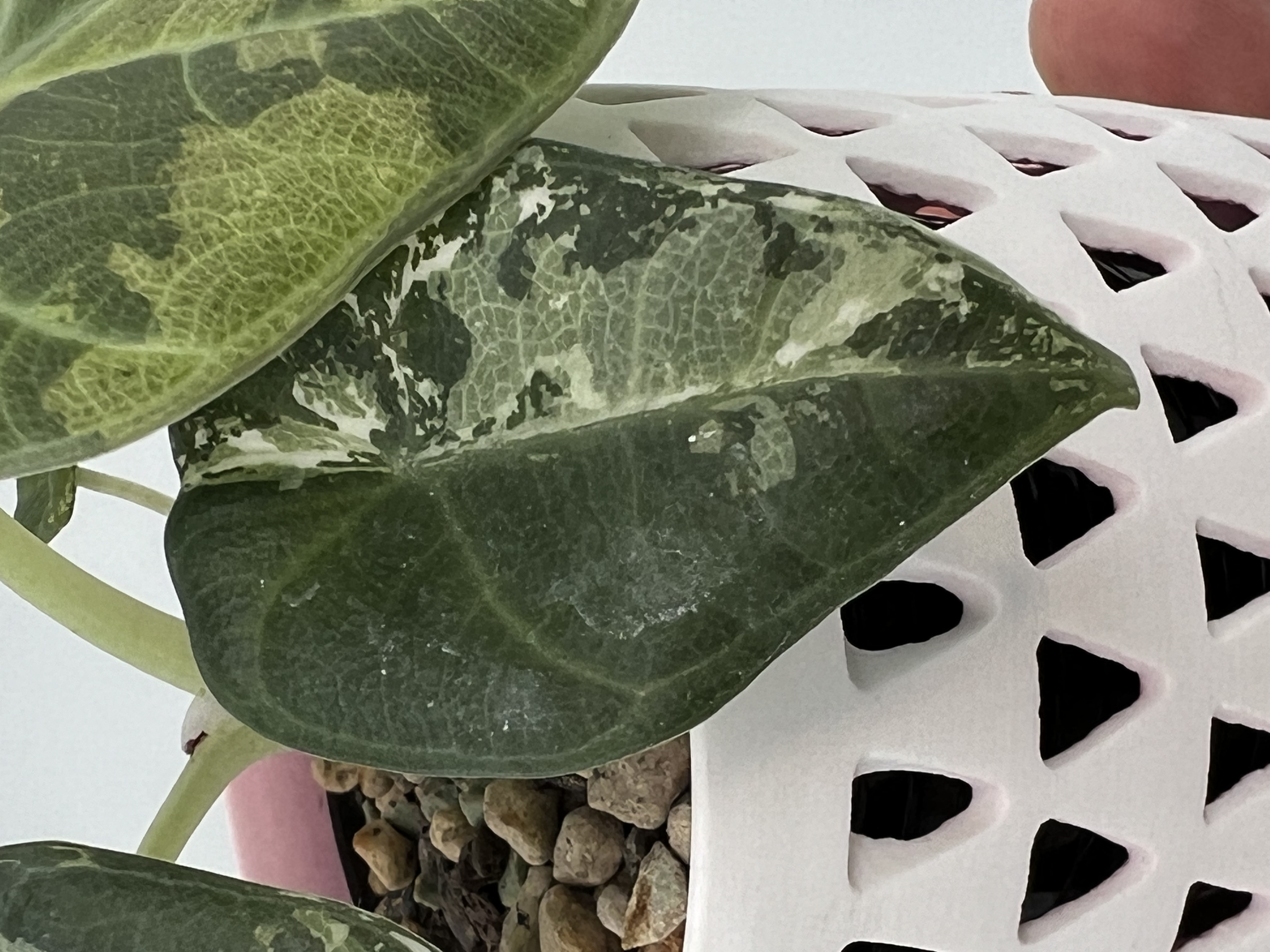 Alocasia Maharani Albo 1 Variegated