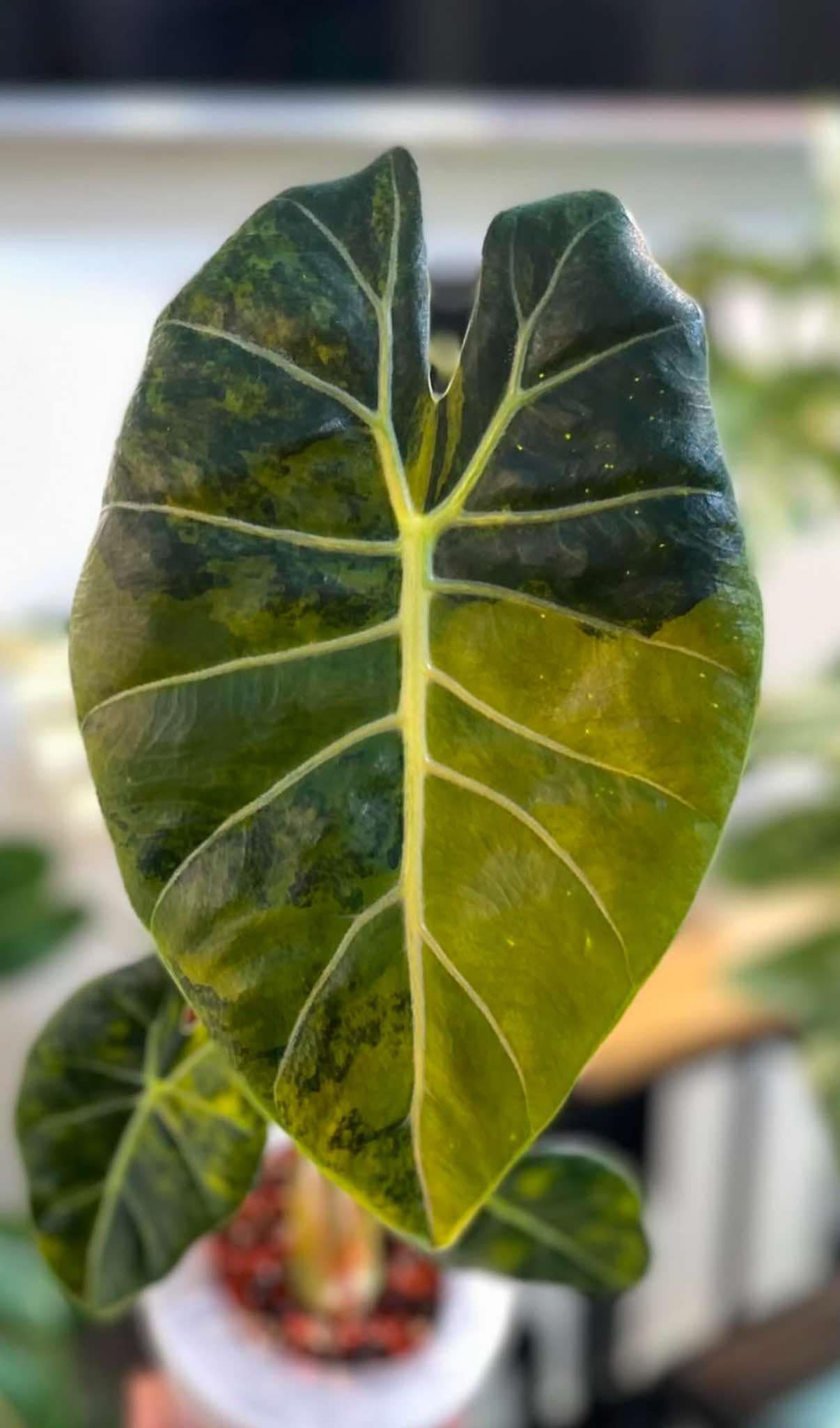 Alocasia Longiloba purple prince Variegated