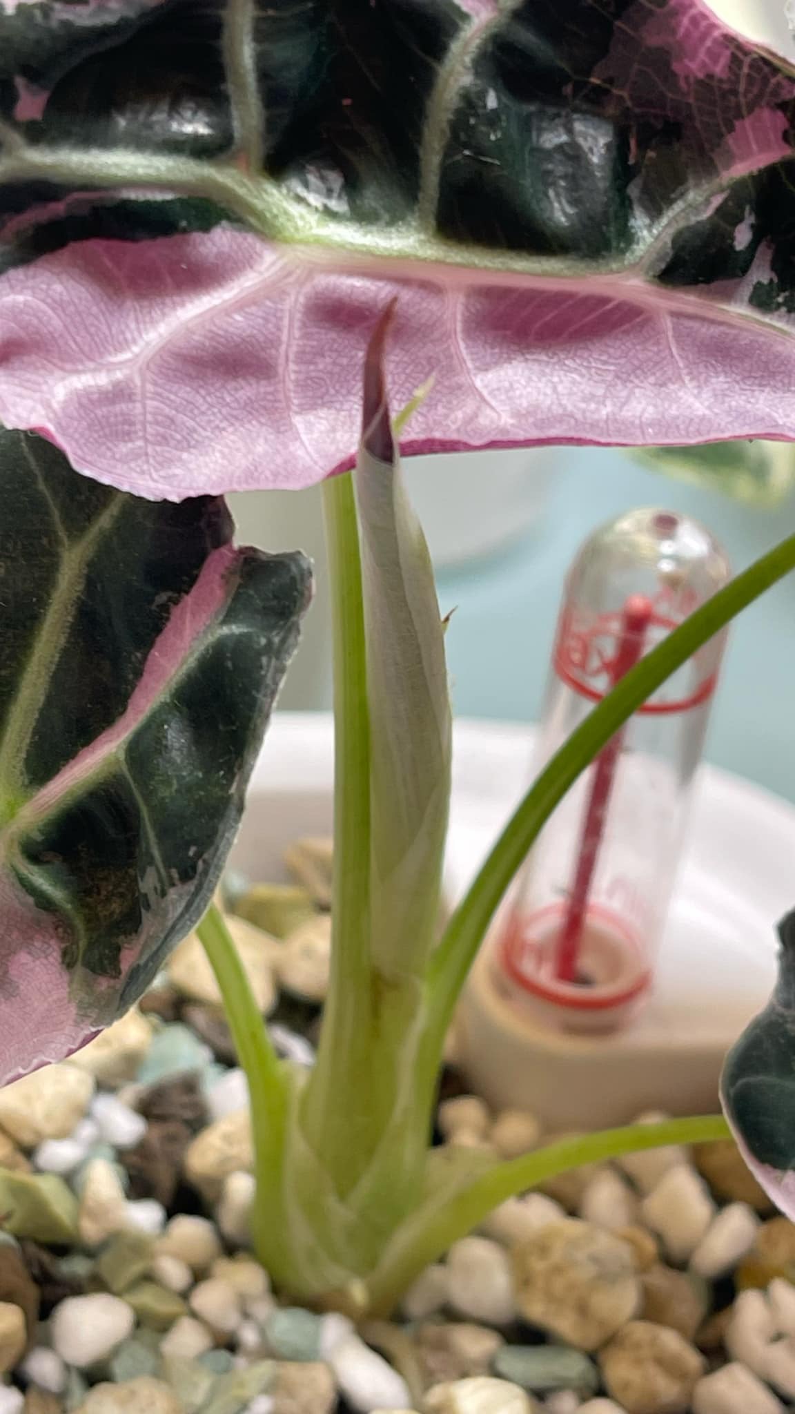 Alocasia Longiloba Watsoniana Pink Variegated