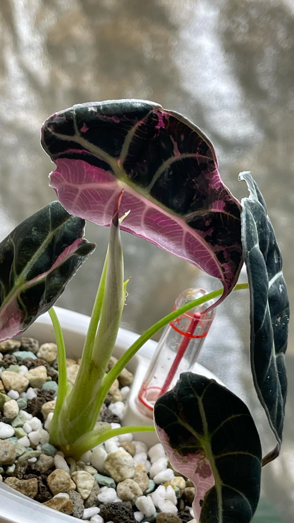Alocasia Longiloba Watsoniana Pink Variegated