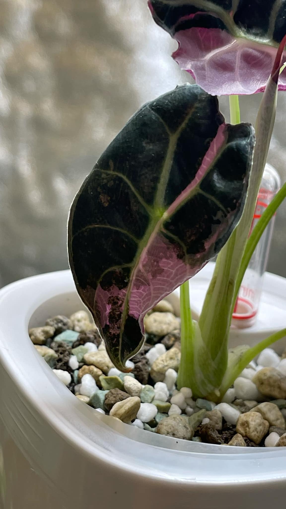 Alocasia Longiloba Watsoniana Pink Variegated
