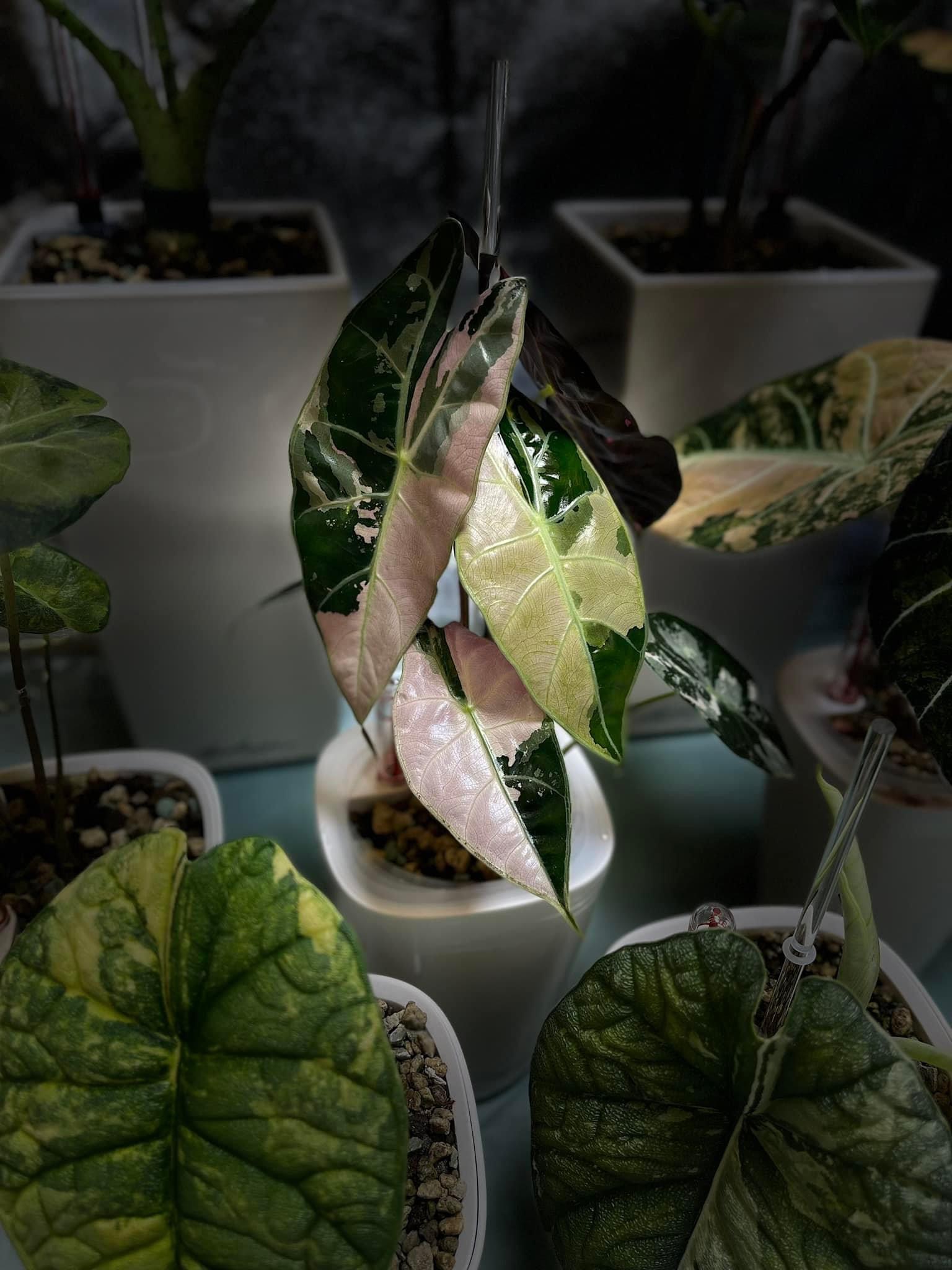 Alocasia Dragon's Tooth Pink Variegated