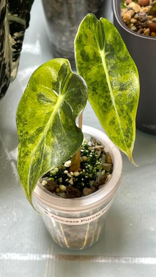 Alocasia Longiloba purple prince Variegated