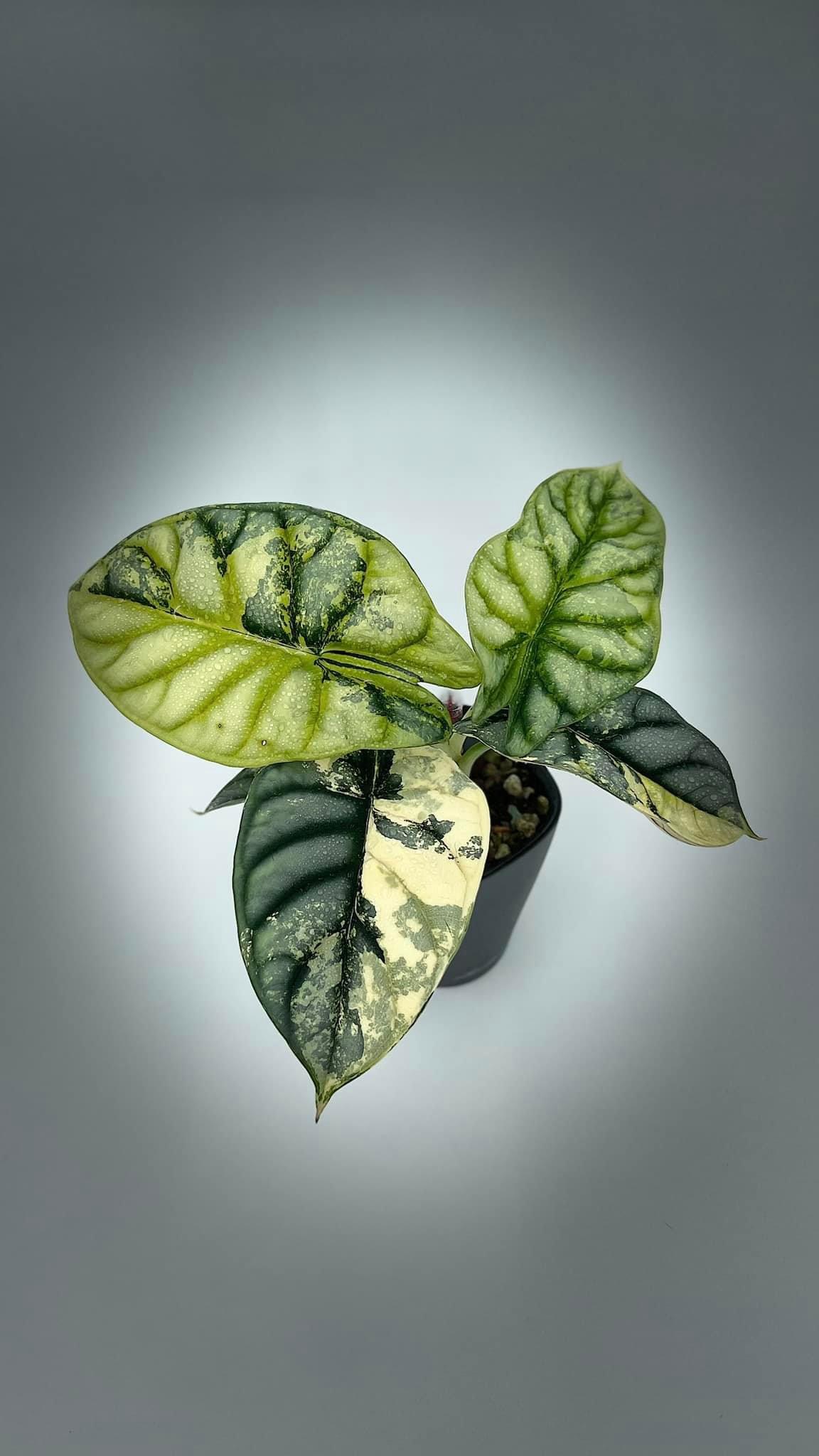 Alocasia Silver Dragon Variegated
