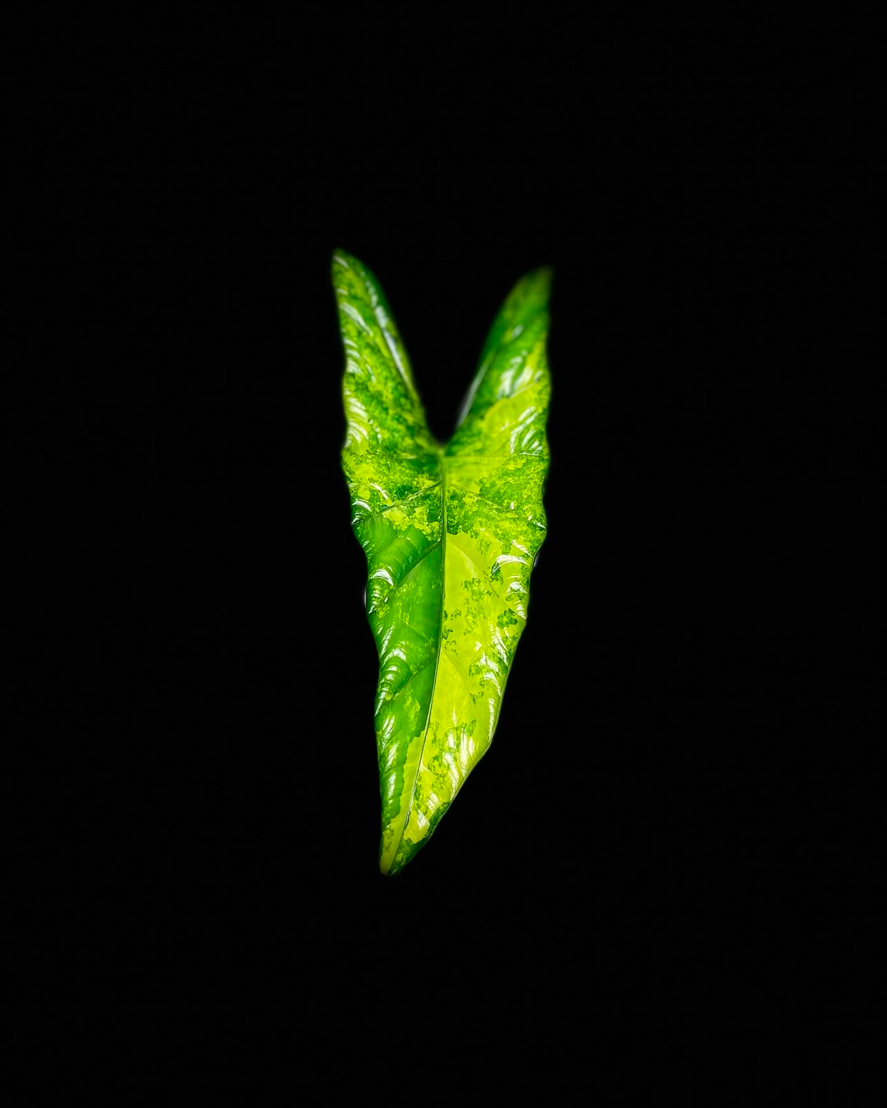 Alocasia Simpo Aurea Variegated