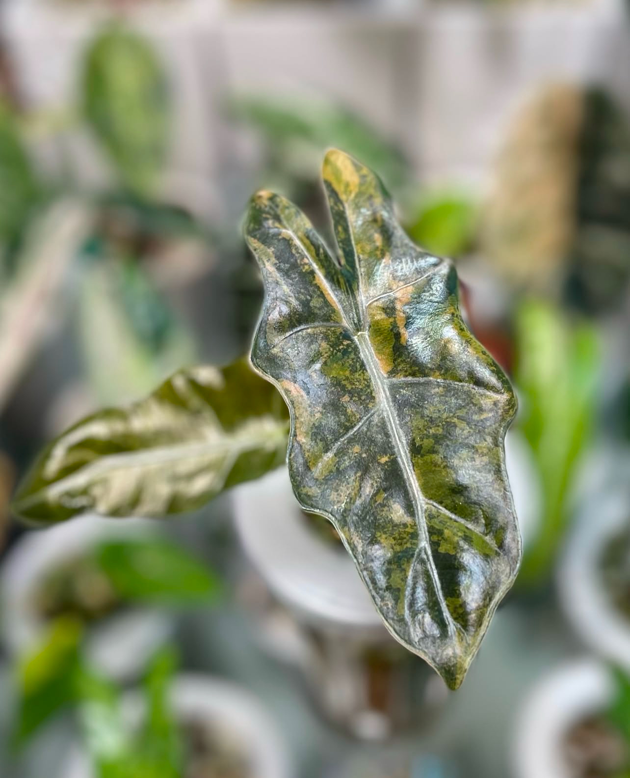 Alocasia pseudo Sanderiana aurea Variegated