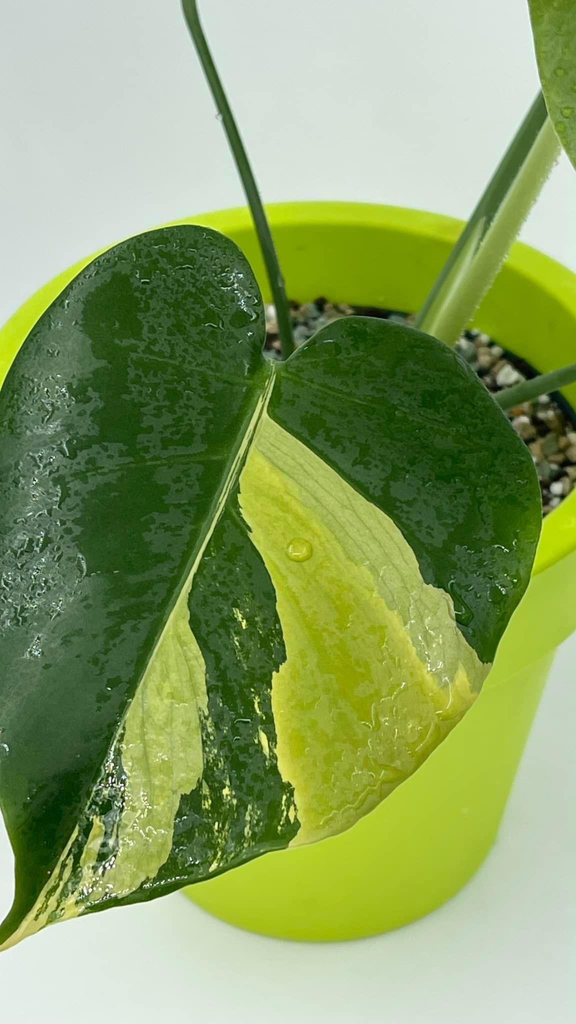 Monstera Deliciosa Aurea Lime mint Variegated