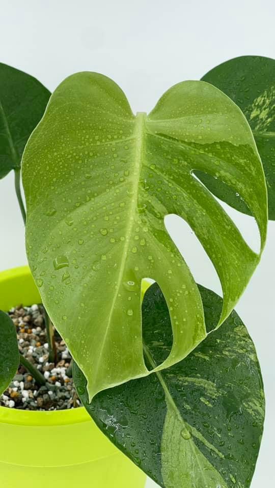 Monstera Deliciosa Aurea Lime mint Variegated