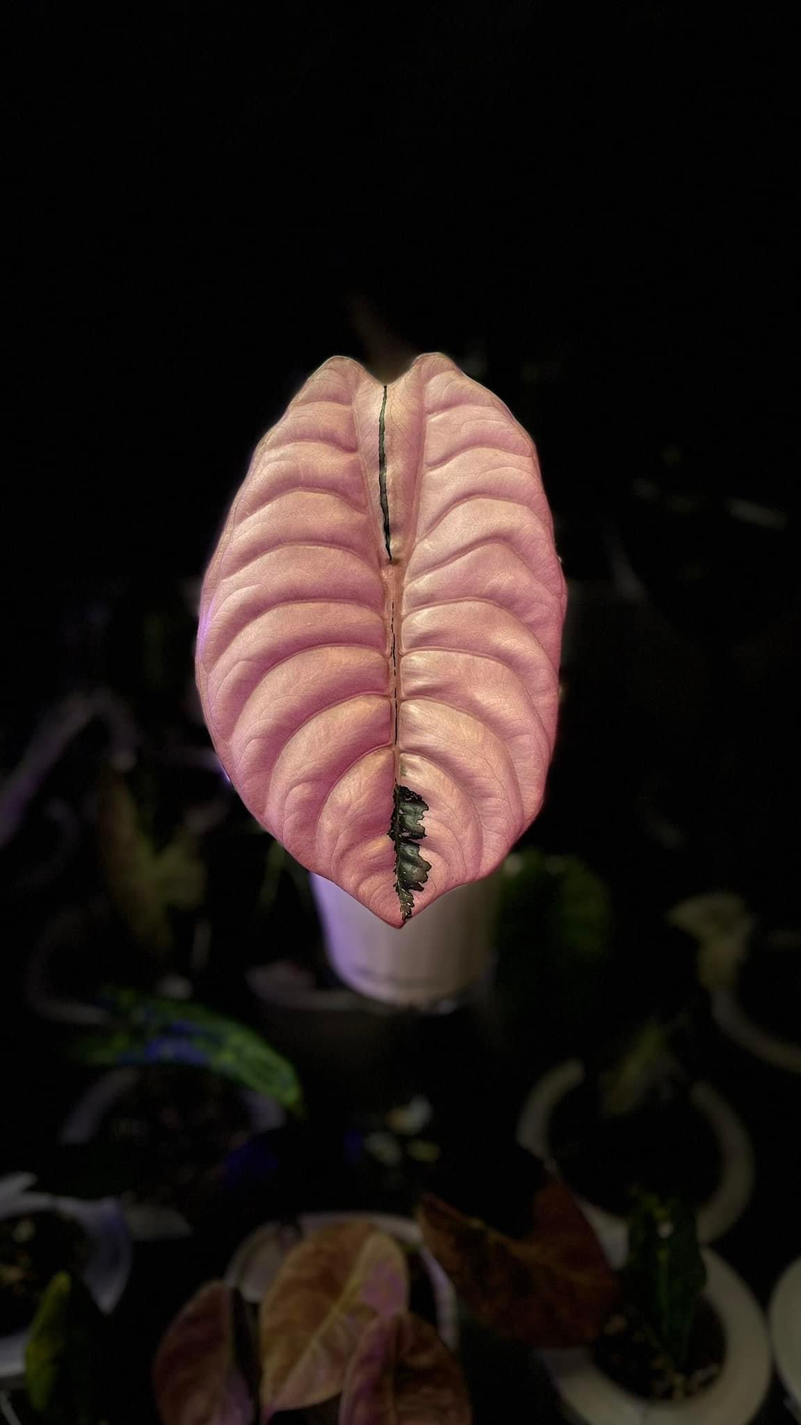 Alocasia Cuprea Nom Yen Variegated