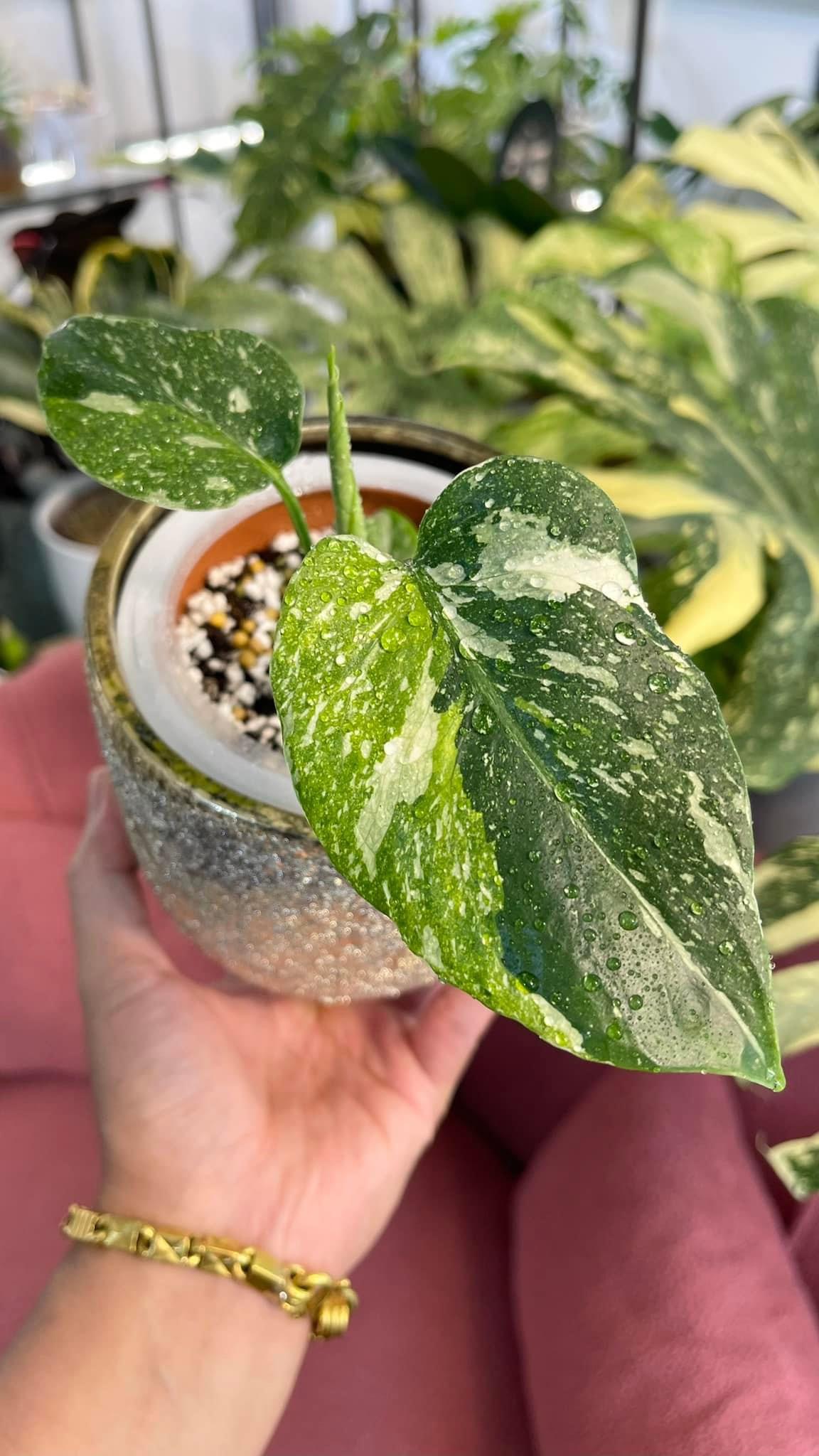 Monstera Thai Constellation Miracle Variegated
