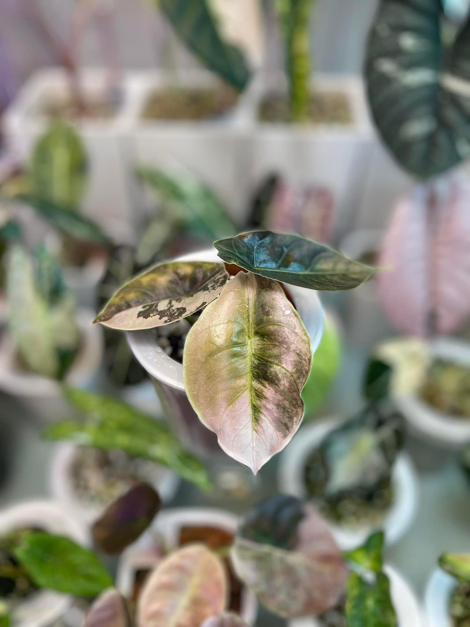 Alocasia Azlanii Variegated