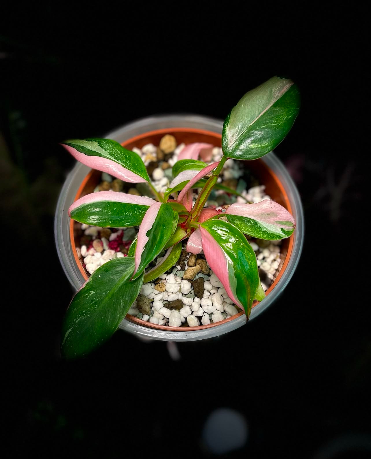 Philodendron White Princess Tricolor Variegated