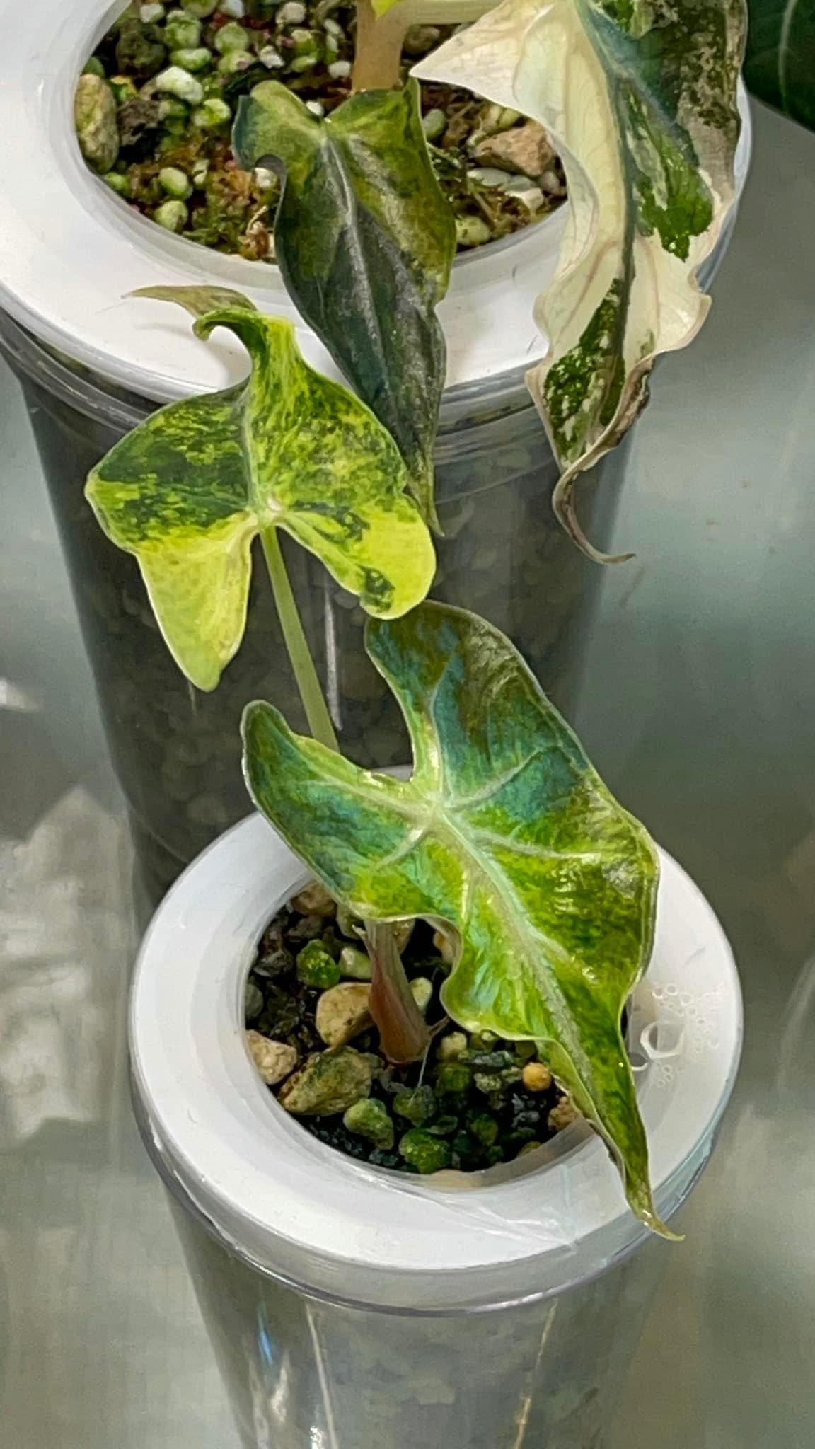 Alocasia Loco Aurea Variegated