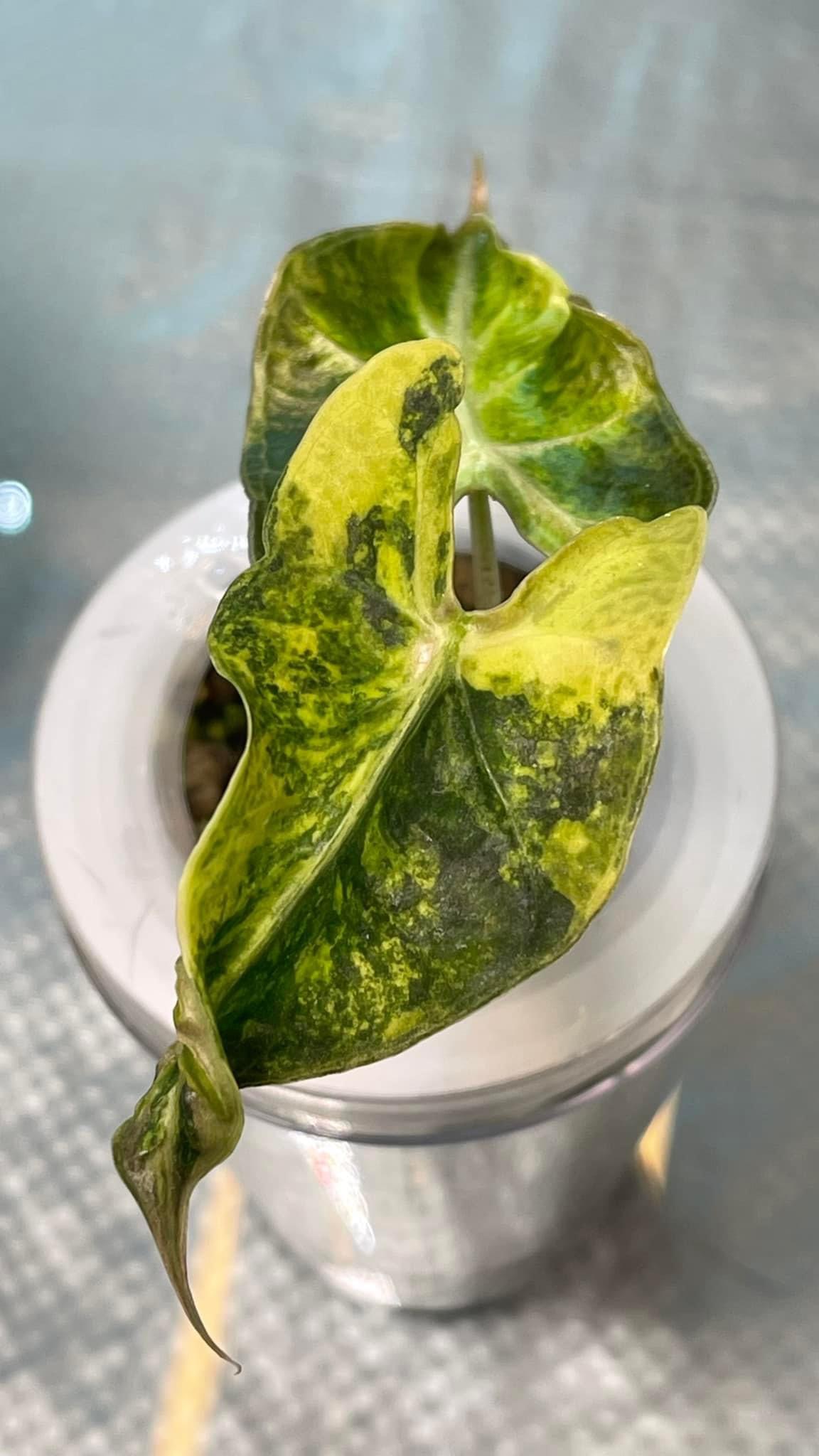 Alocasia Loco Aurea Variegated