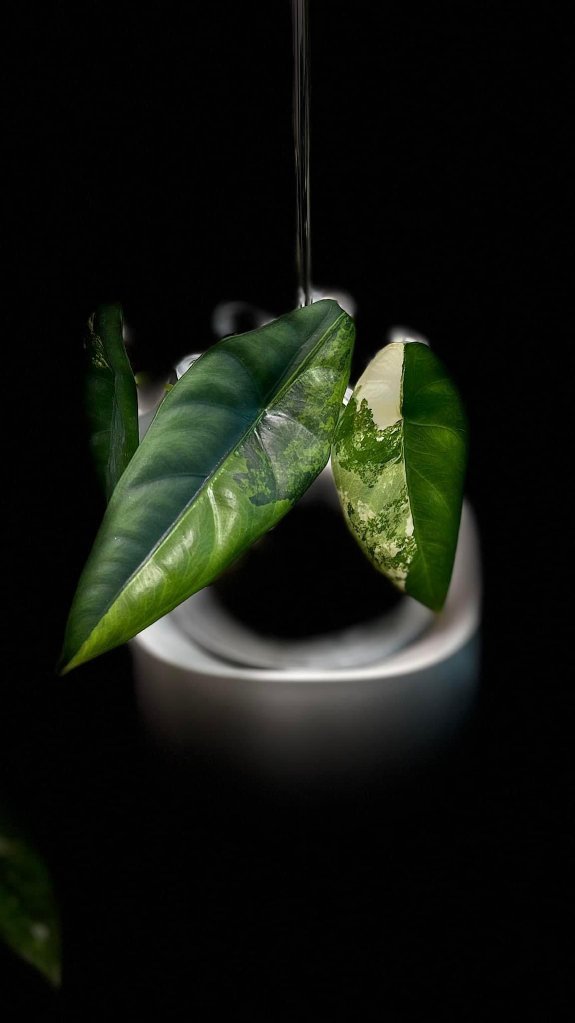 Alocasia Venusta Variegated