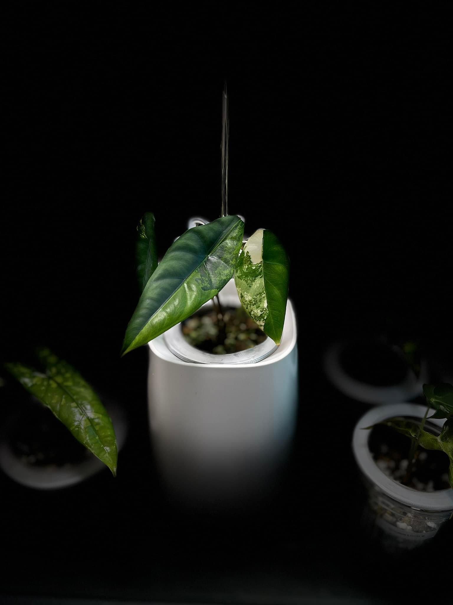 Alocasia Venusta Variegated