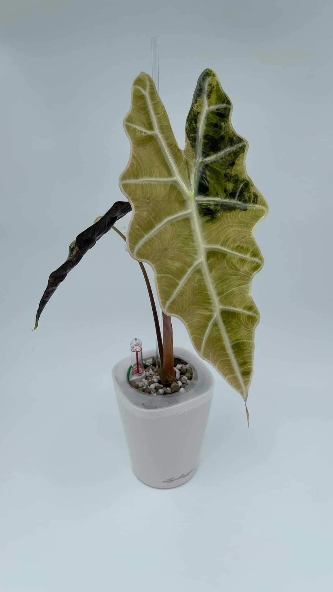 Alocasia Sanderiana Bull Aurea Variegated