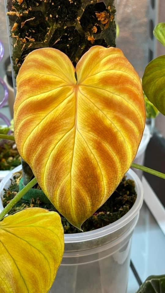 Philodendron Verrucosum Aurea Mint Variegated