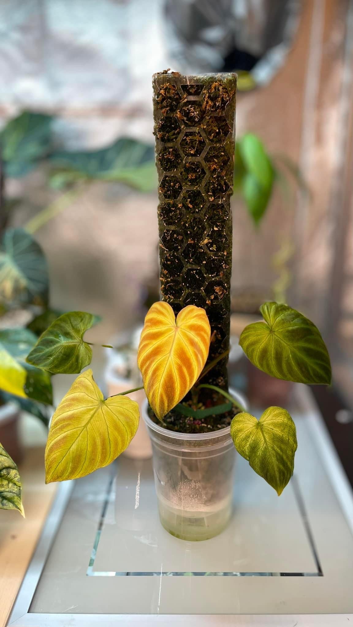 Philodendron Verrucosum Aurea Mint Variegated