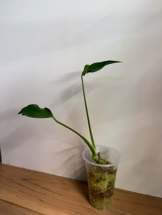 Monstera Unniiae
