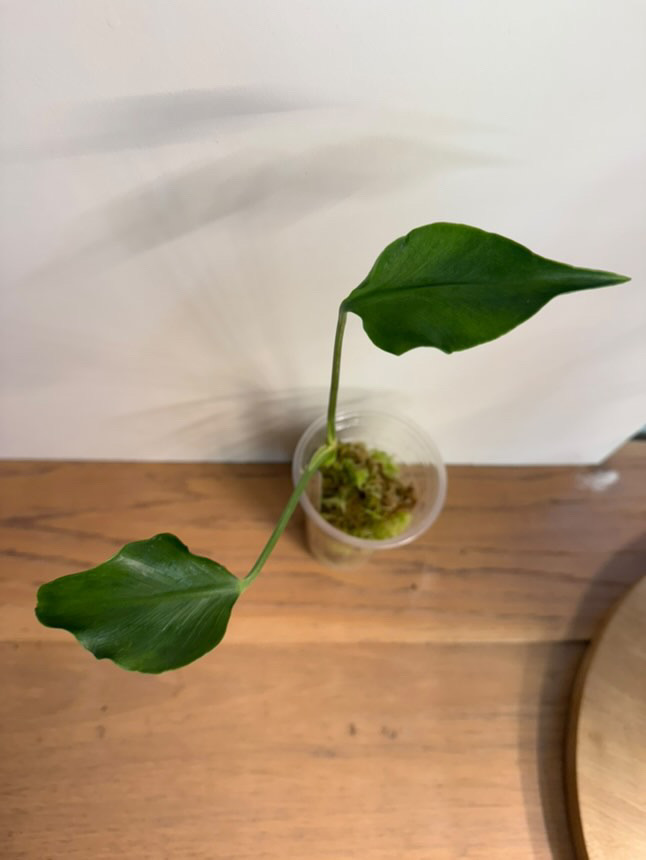 Monstera Unniiae