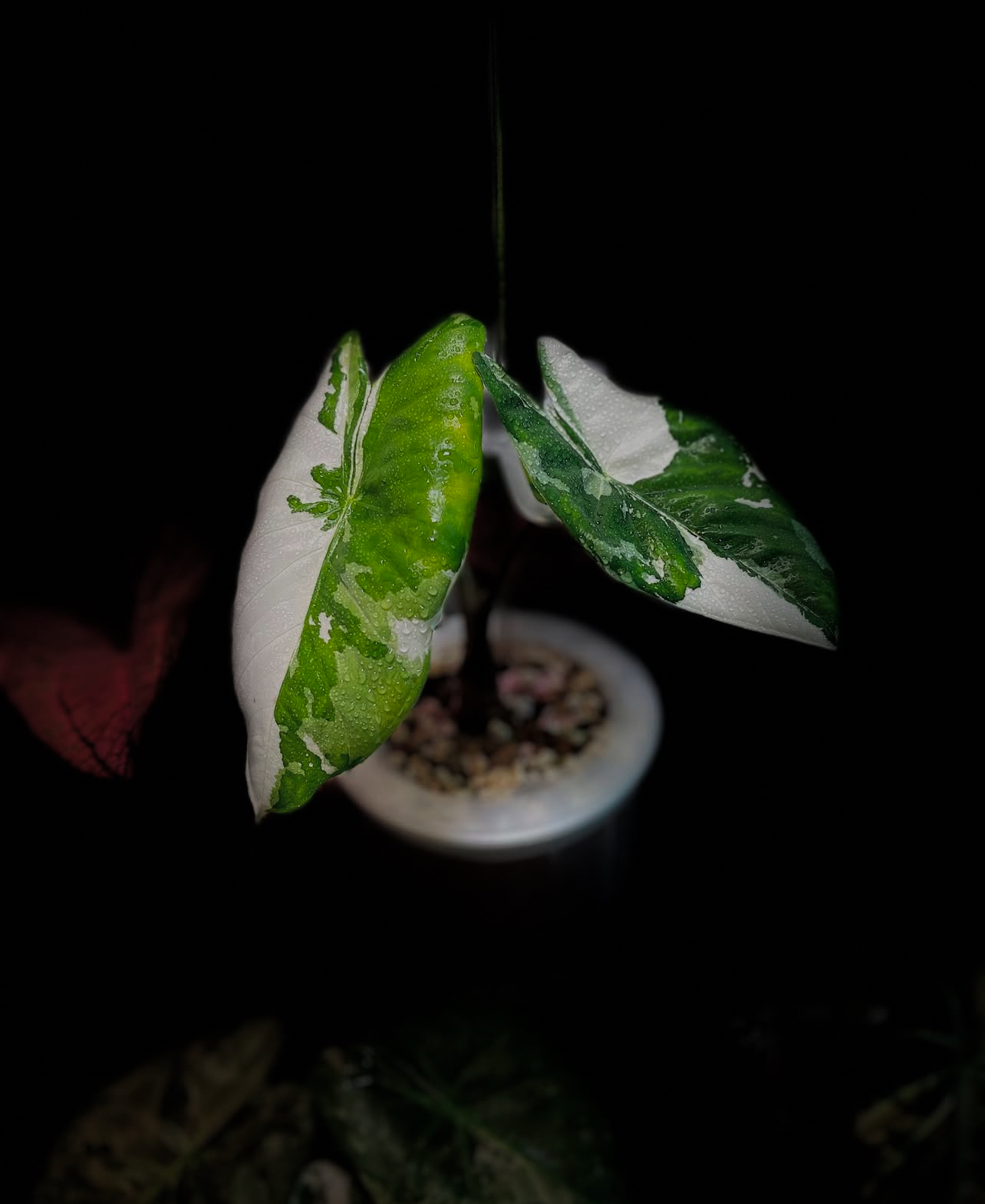 Alocasia Fornicata Albo Variegated