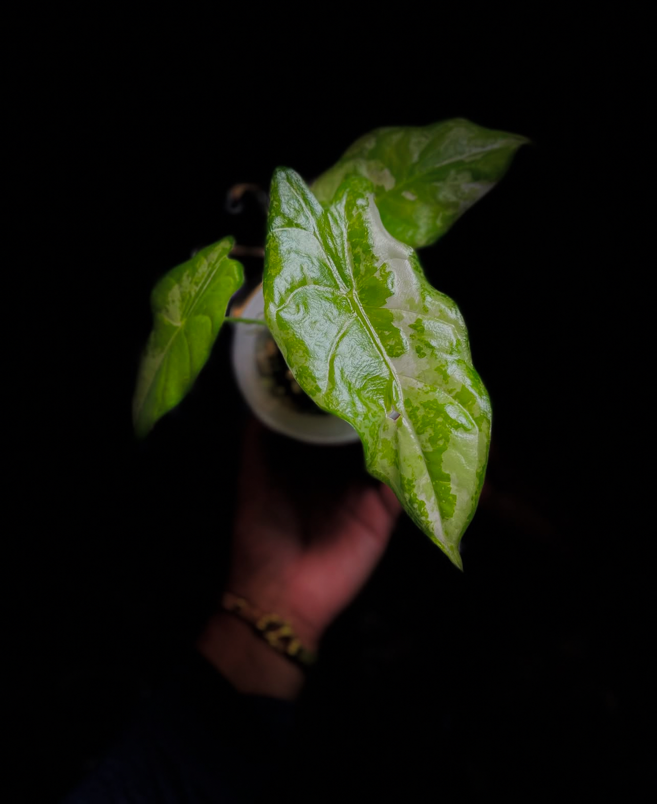 Alocasia Acuminata Albo Variegated