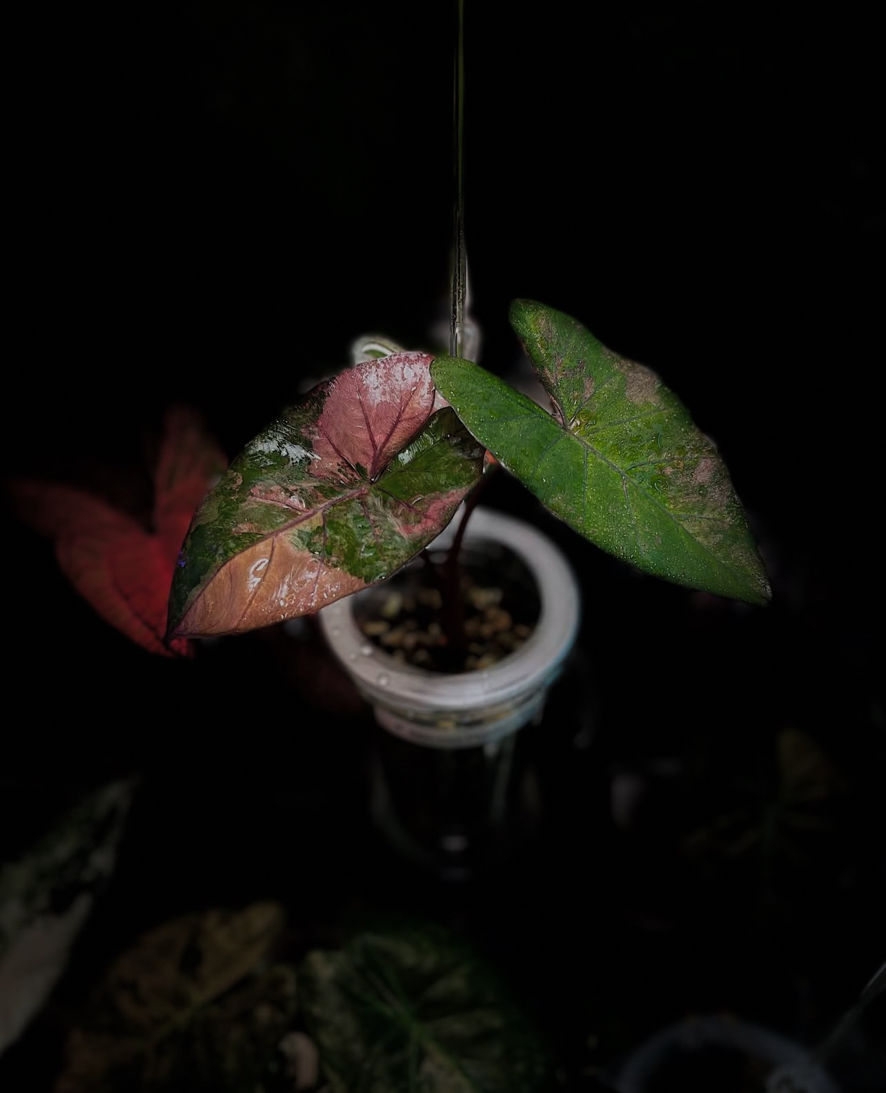 Alocasia Plumbea Nigra Pink 1 Variegated
