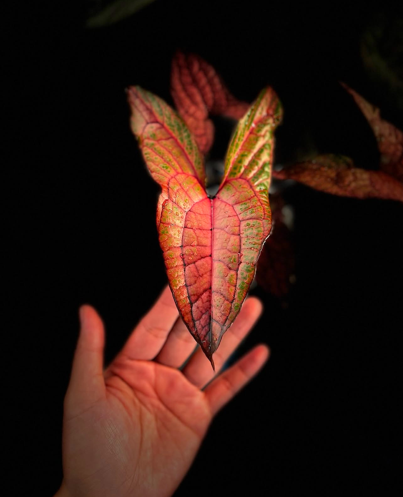 Alocasia Cyrtosperma Jhonstonii Black Jack Red Variegated