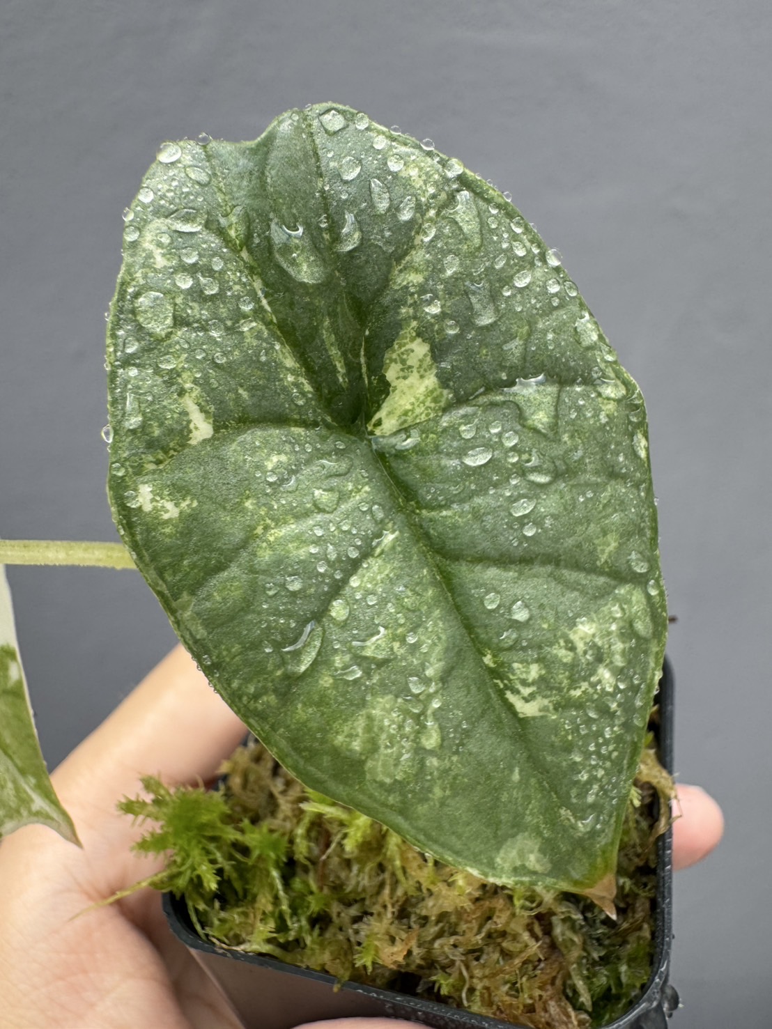 Alocasia Bisma Albo 1 Variegated