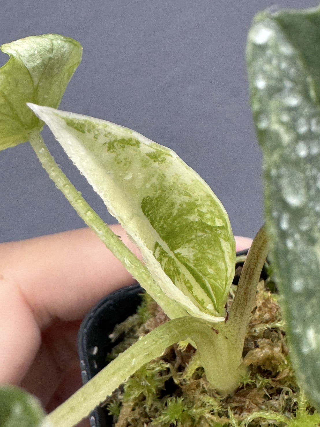 Alocasia Bisma Albo 1 Variegated