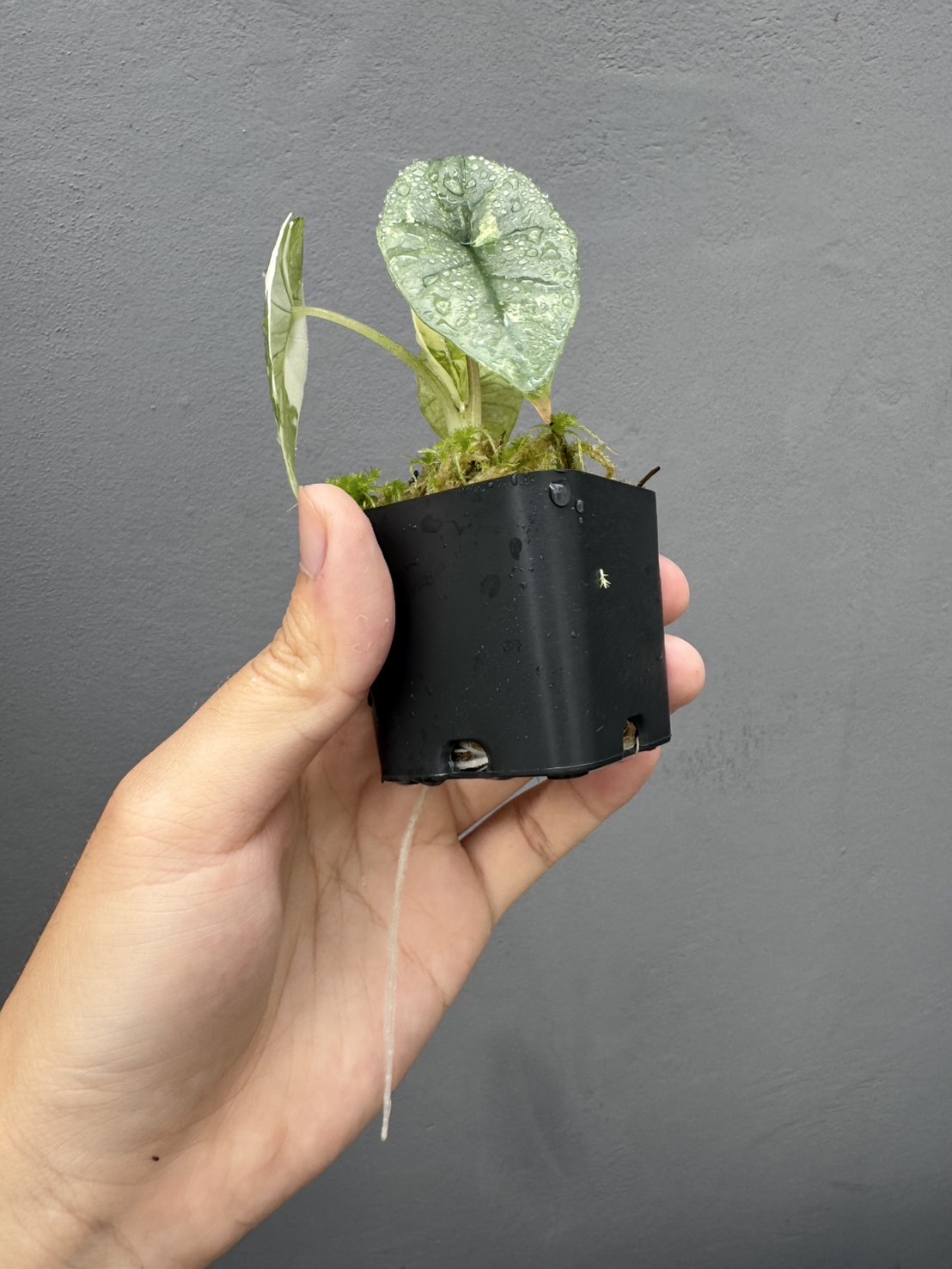 Alocasia Bisma Albo 1 Variegated