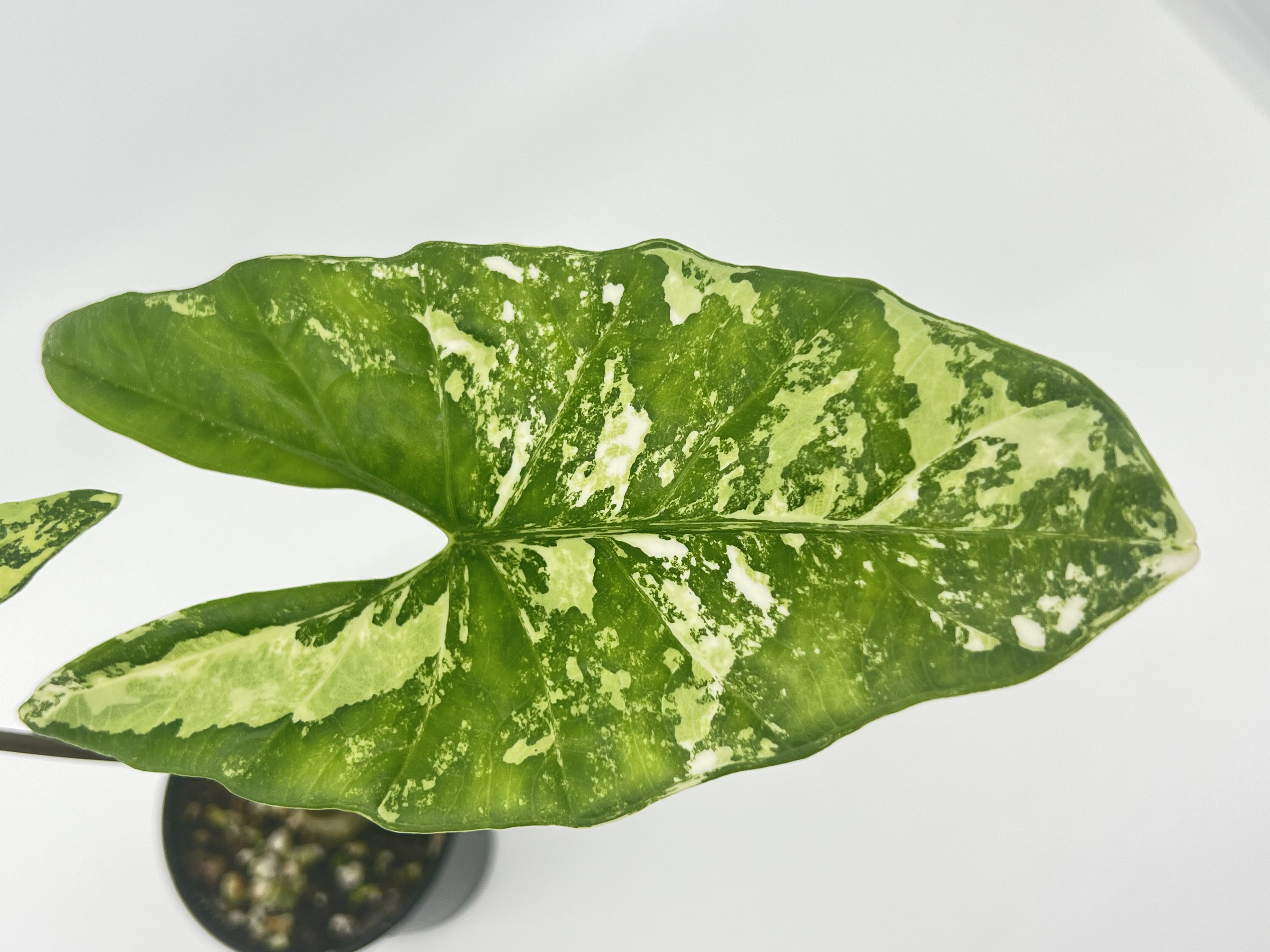Alocasia Simpo Albo 2 Variegated