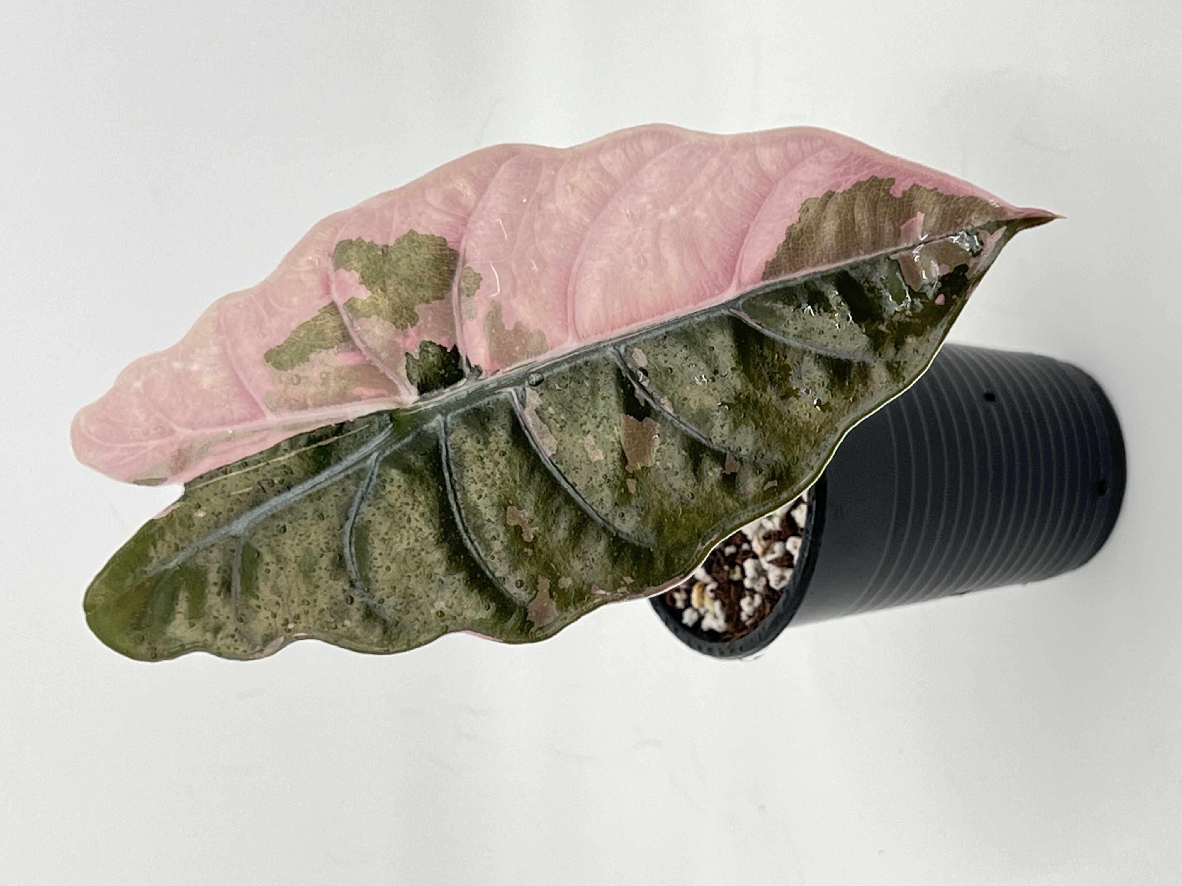 Alocasia Chantrieri Pink 4 Variegated