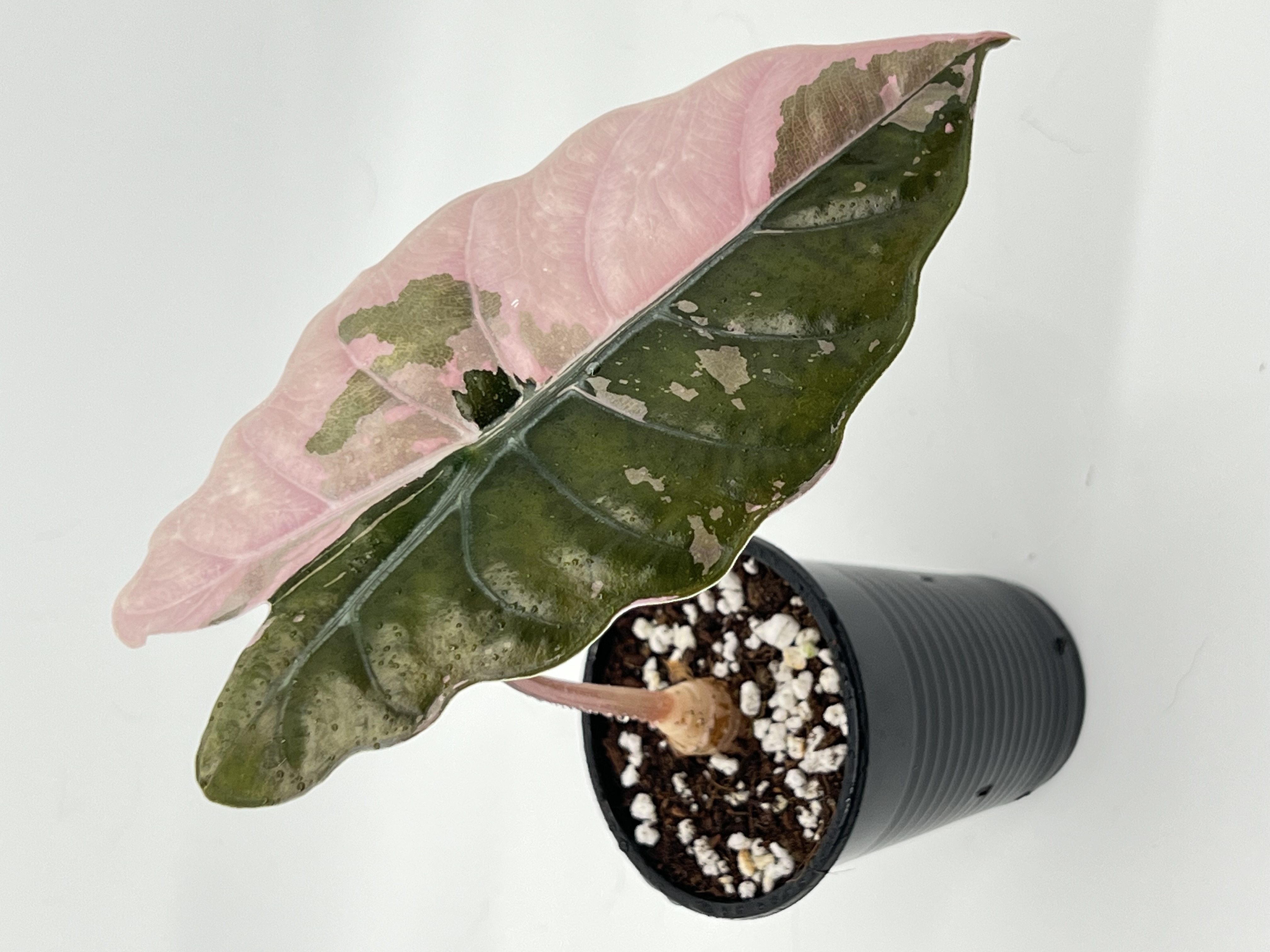 Alocasia Chantrieri Pink 4 Variegated