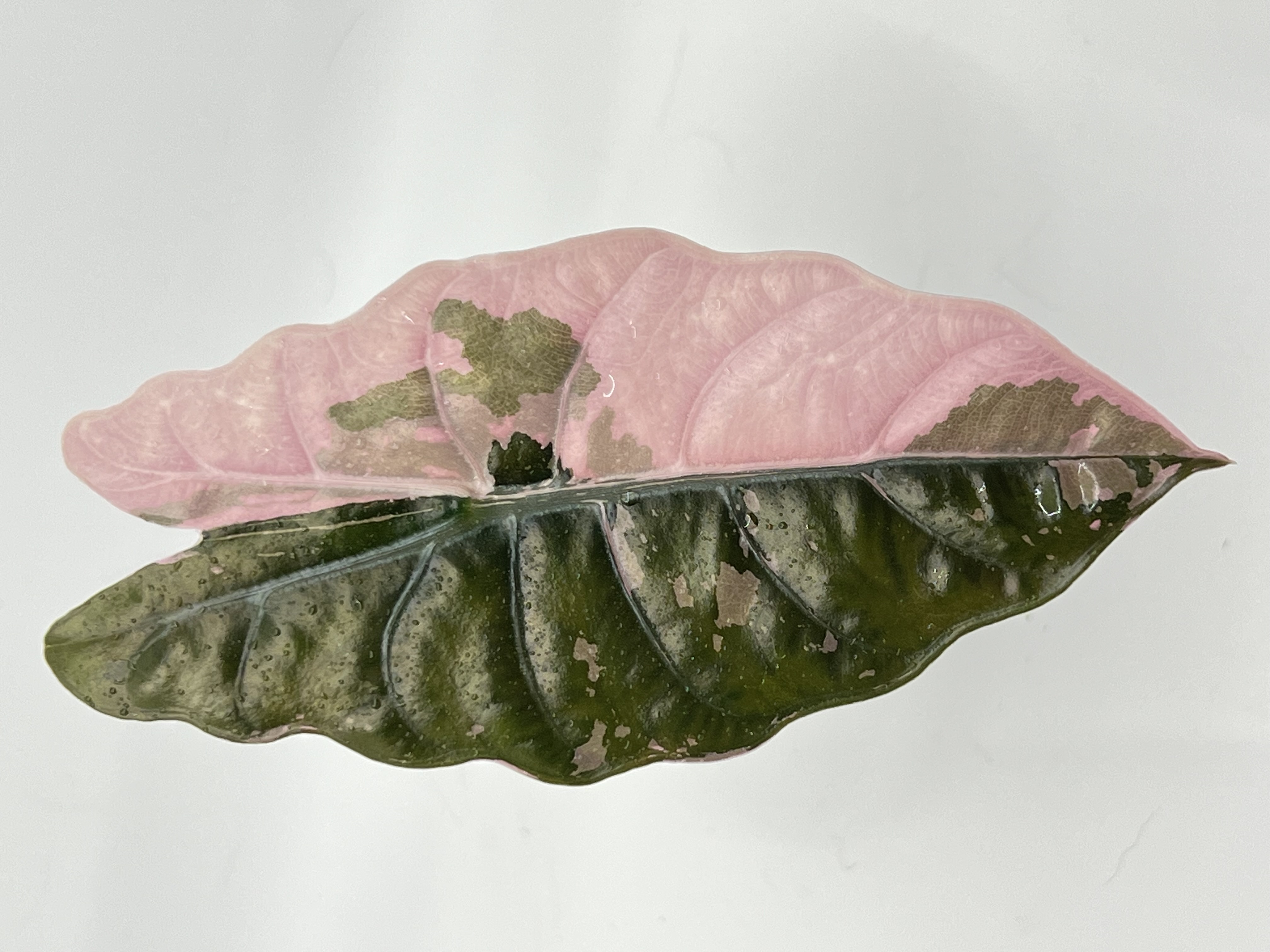 Alocasia Chantrieri Pink 4 Variegated