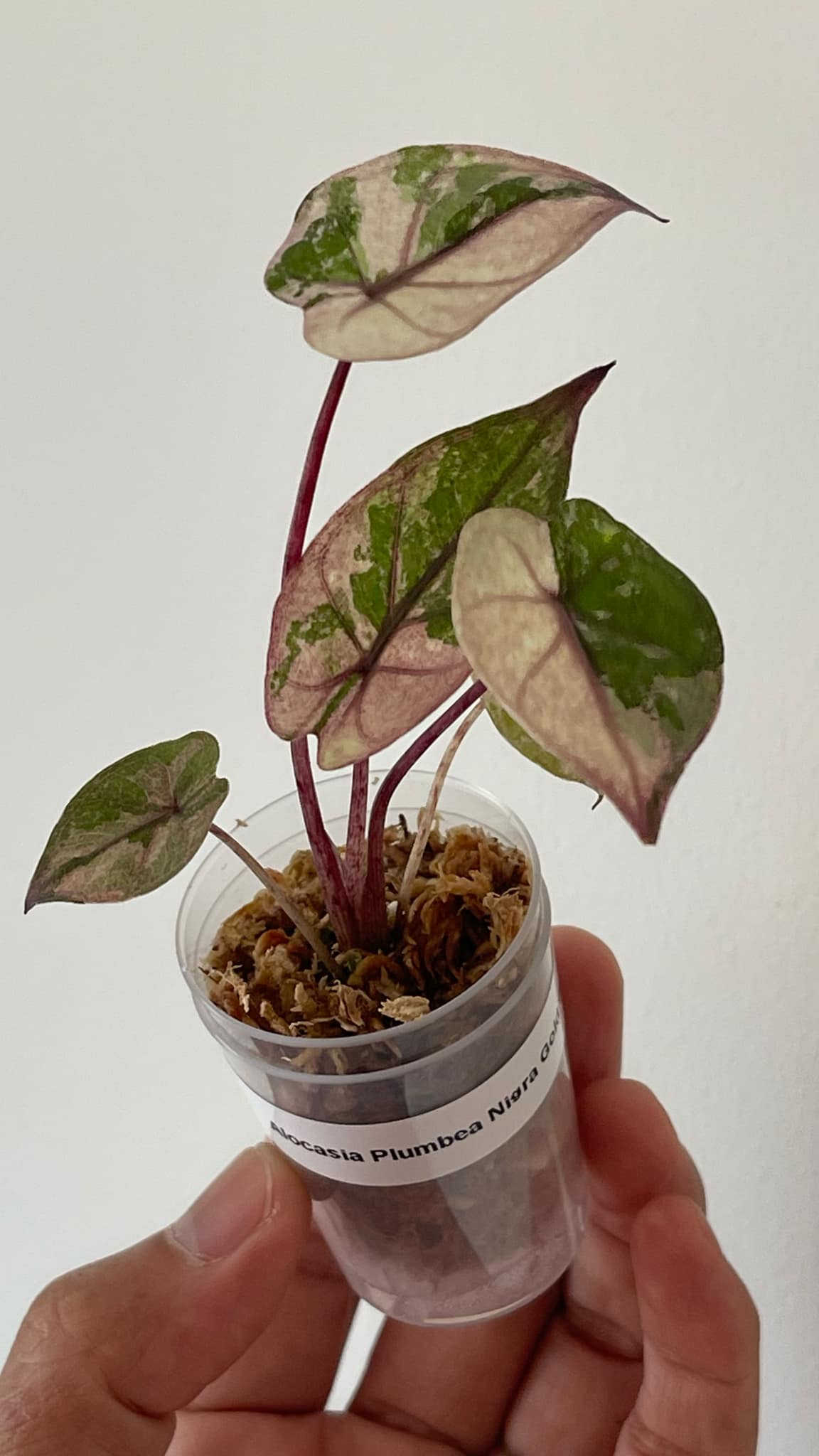 Alocasia Plumbea Nigra Pink 2 Variegated