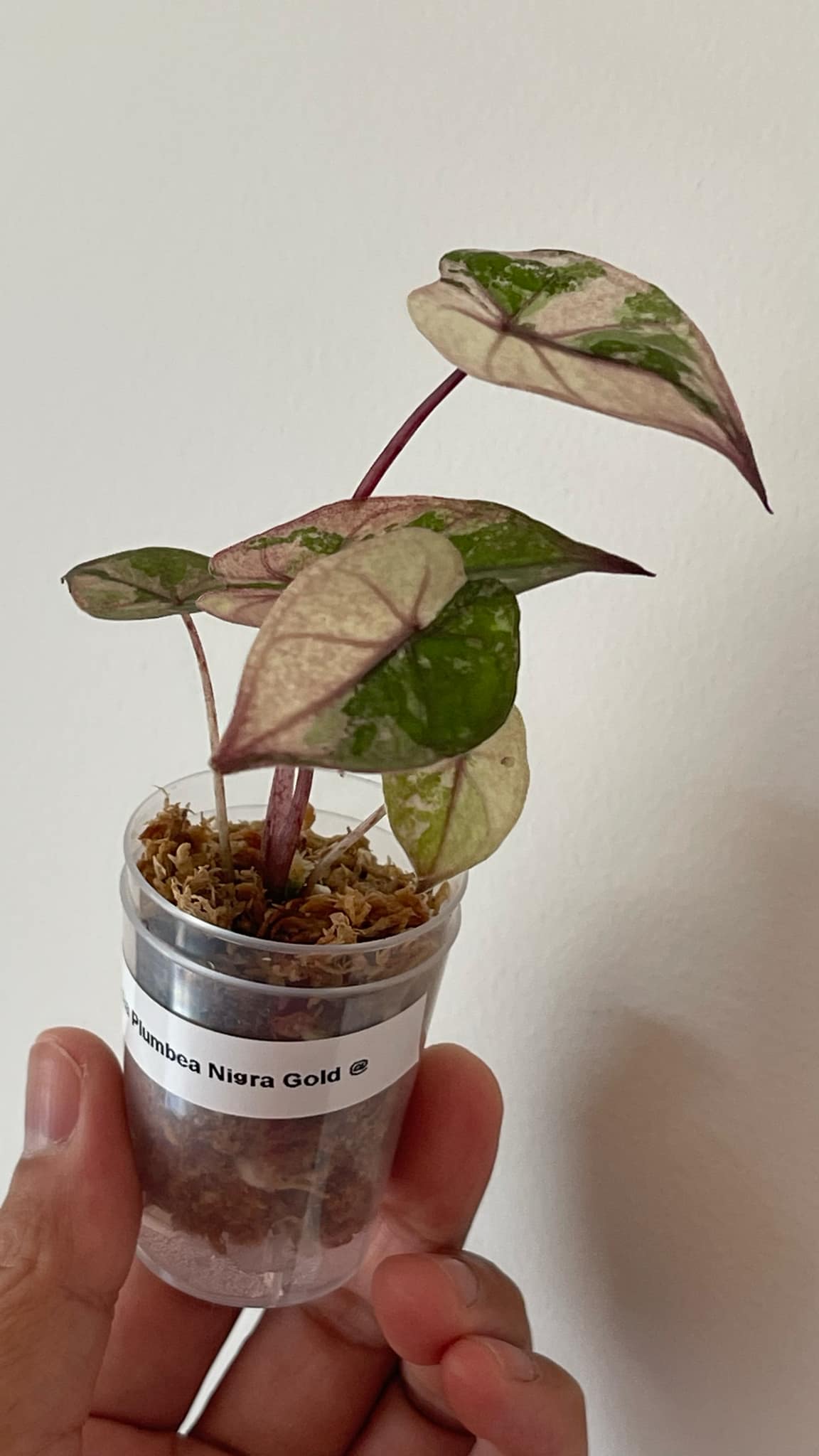 Alocasia Plumbea Nigra Pink 2 Variegated