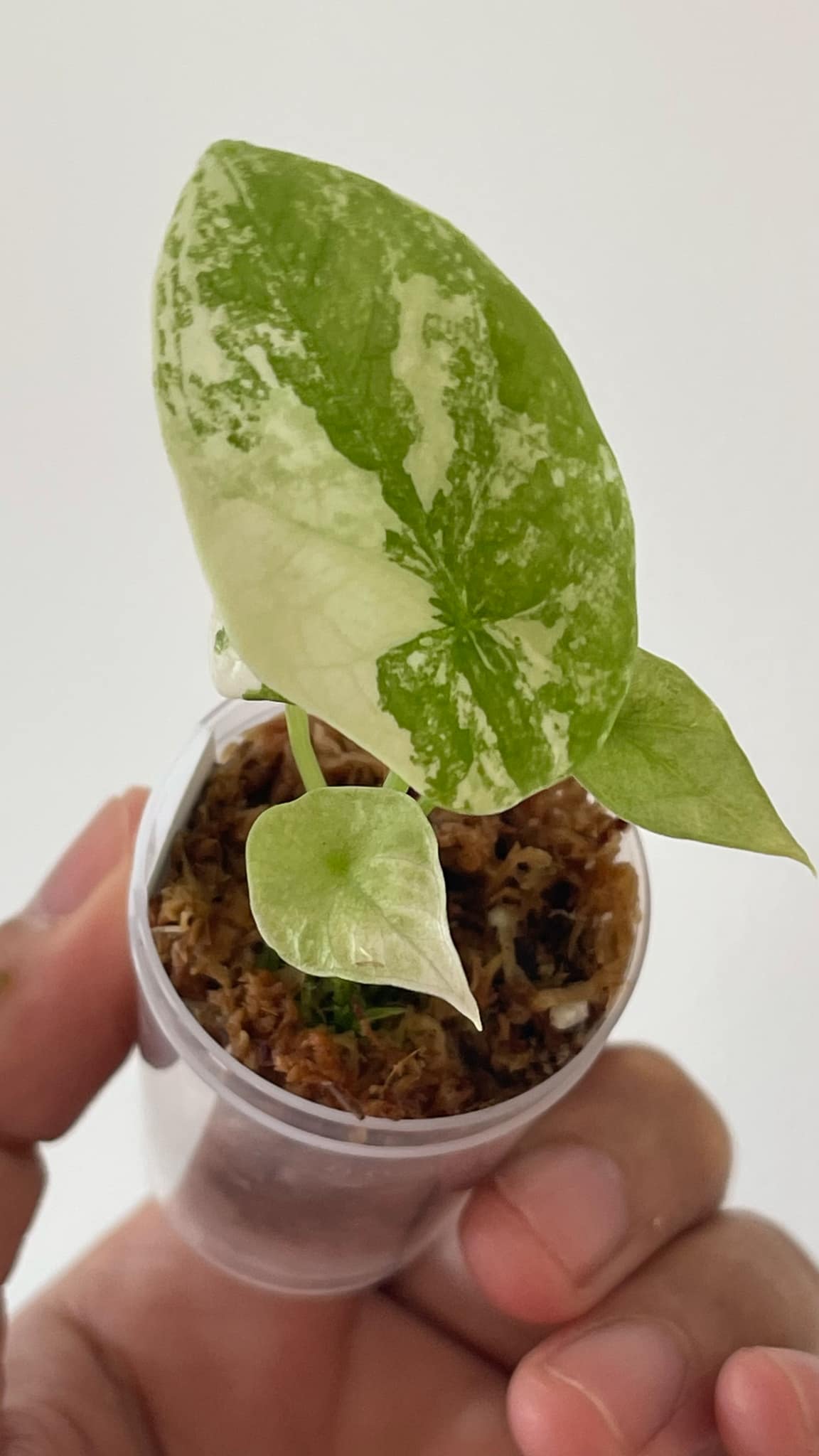 Alocasia Sinuata Albo Variegated