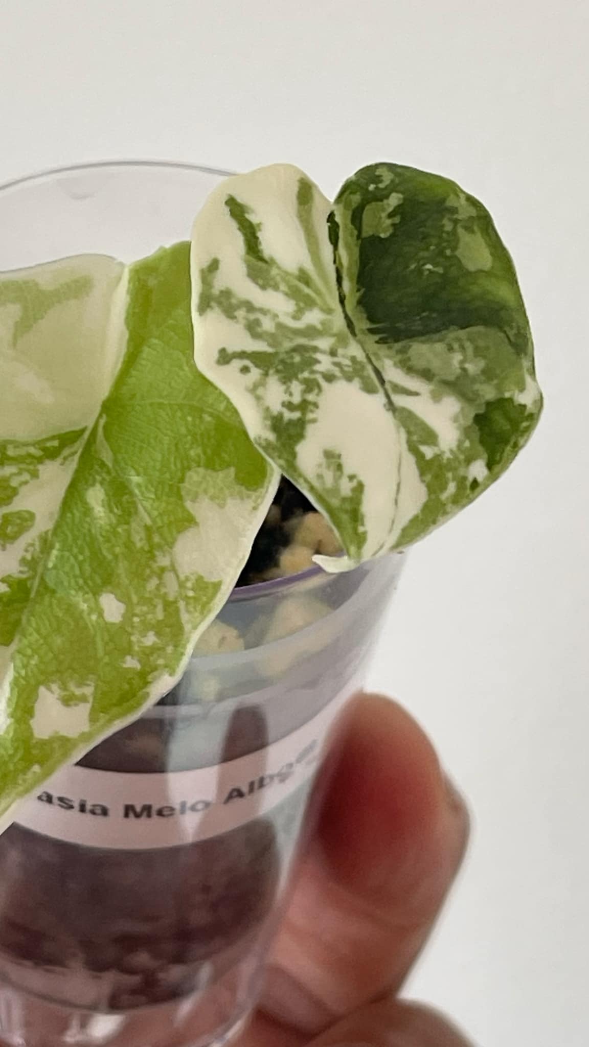 Alocasia Melo Albo 3 Variegated