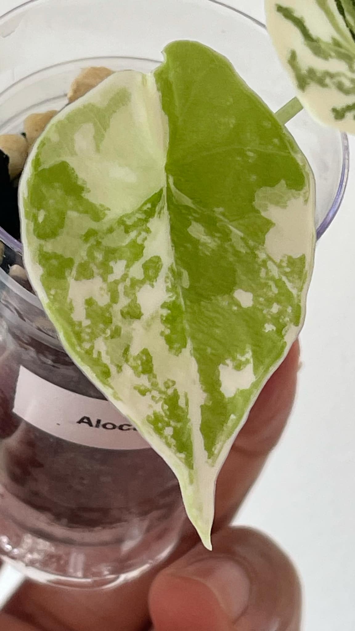Alocasia Melo Albo 3 Variegated