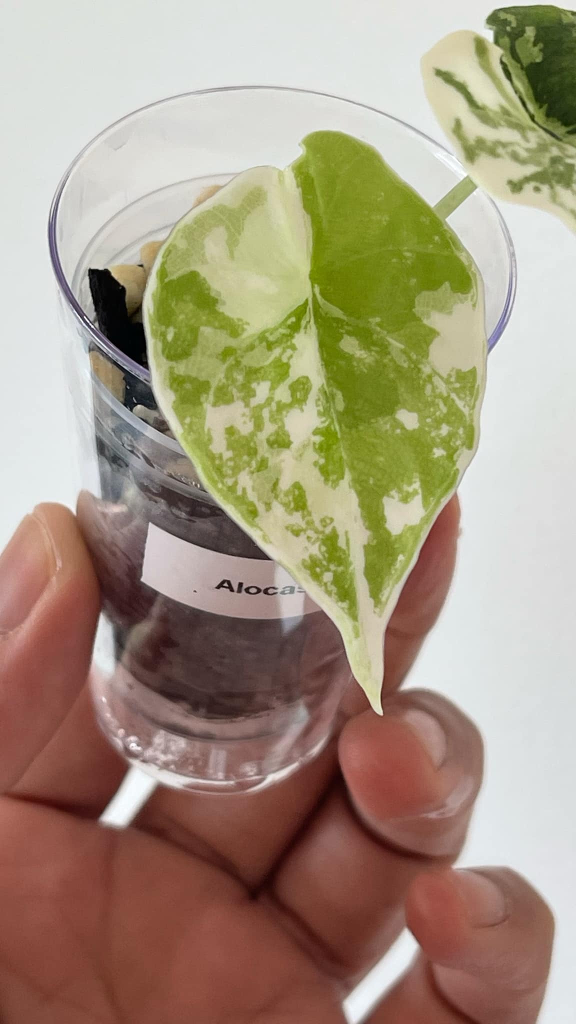 Alocasia Melo Albo 3 Variegated