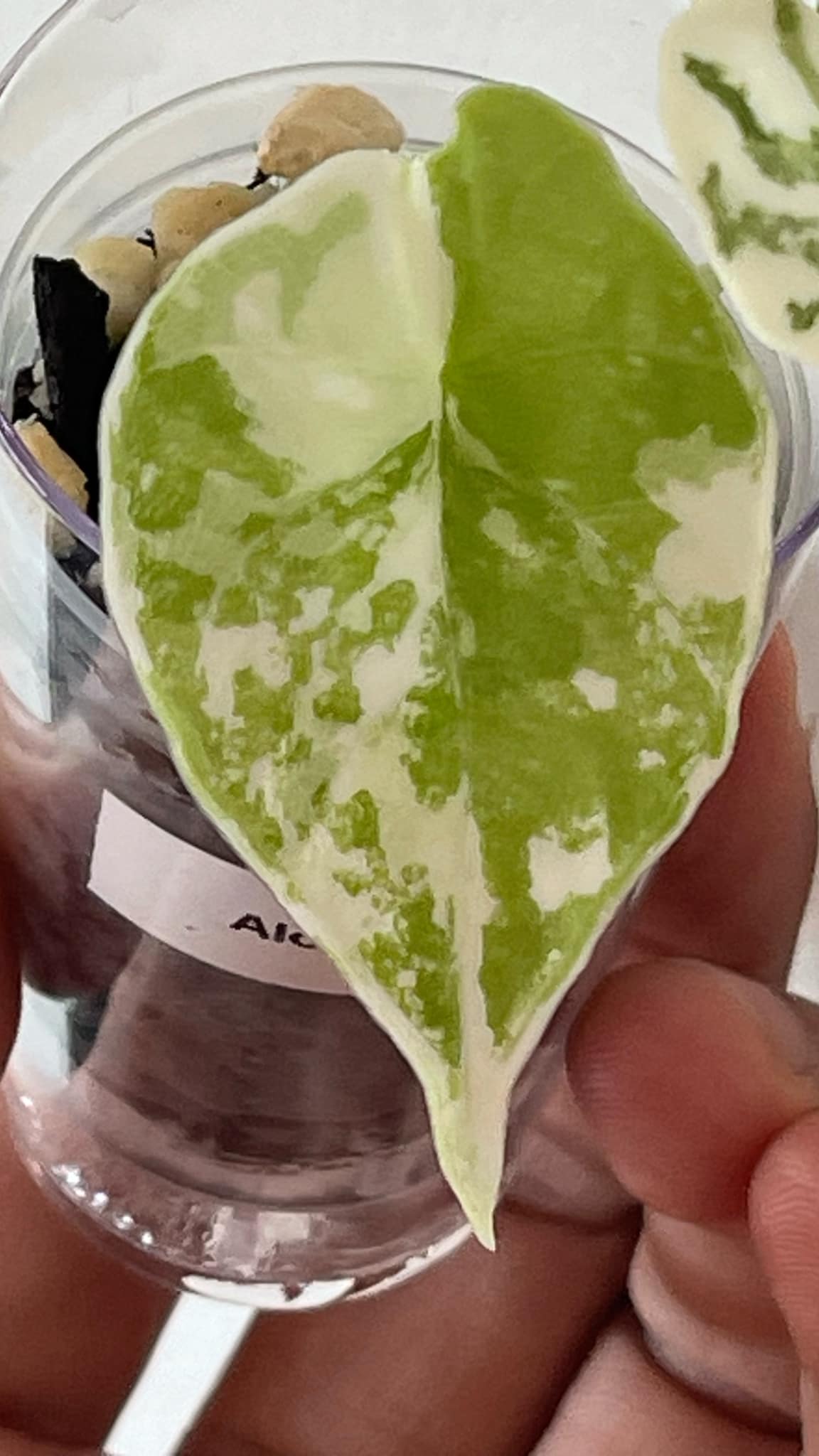 Alocasia Melo Albo 3 Variegated