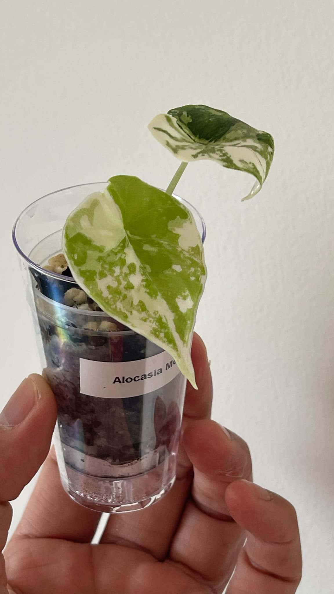 Alocasia Melo Albo 3 Variegated