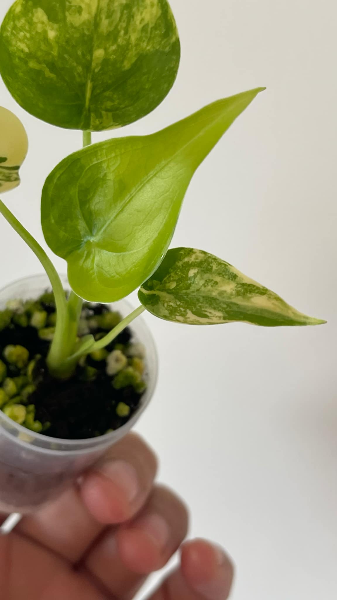 Alocasia Cucullata Aurea Variegated